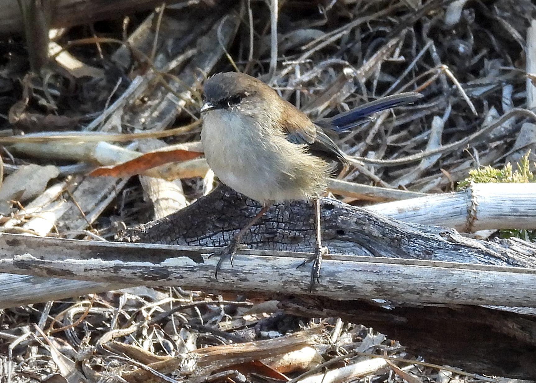 Superb Fairywren