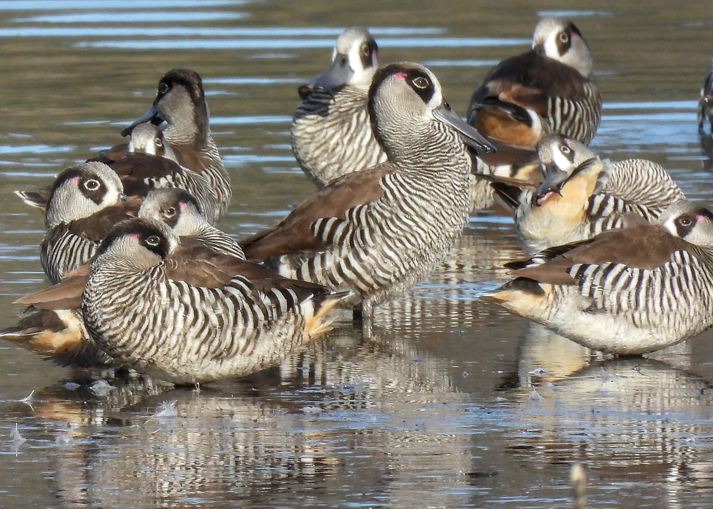 Pink-eared Duck