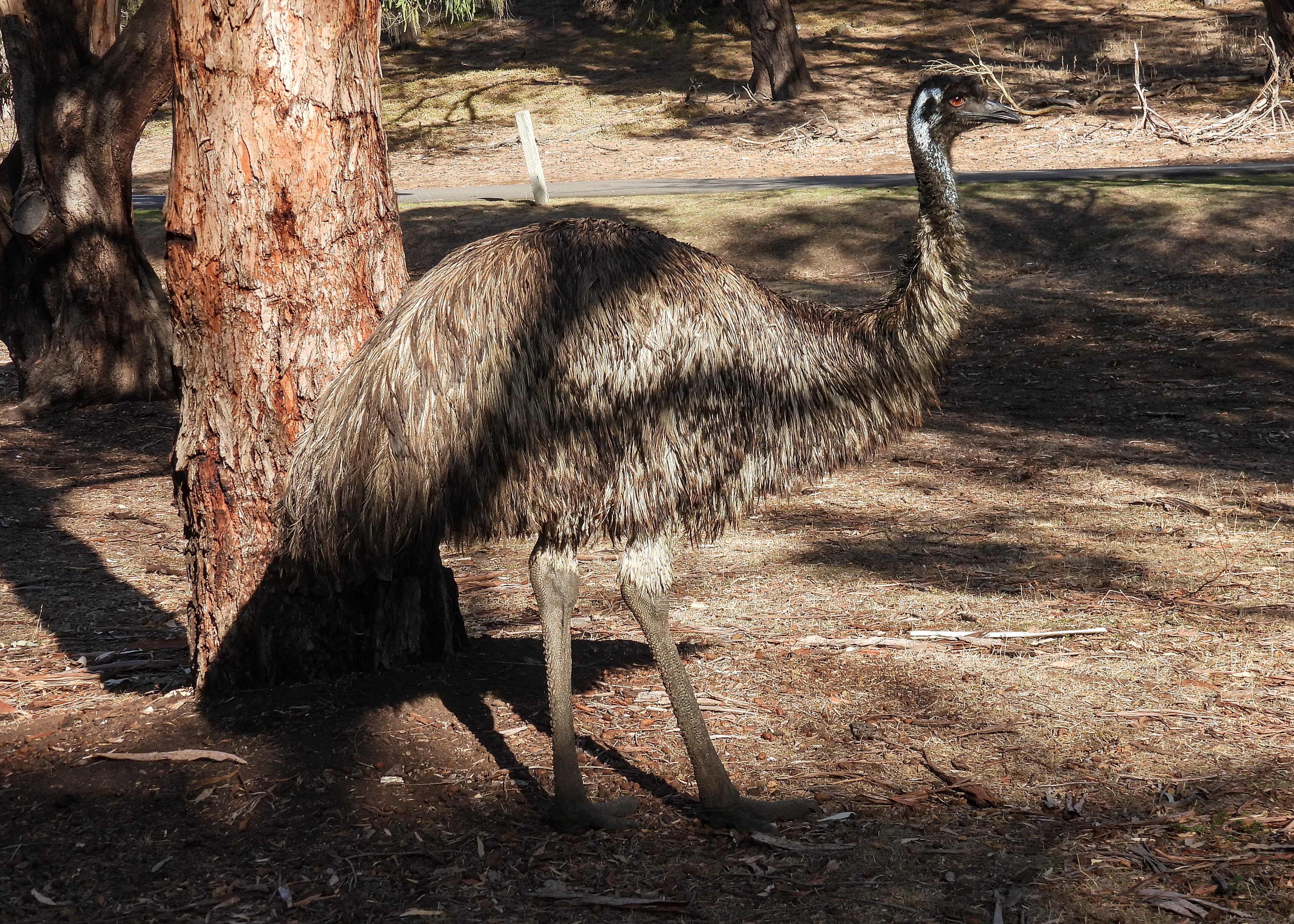 Emu