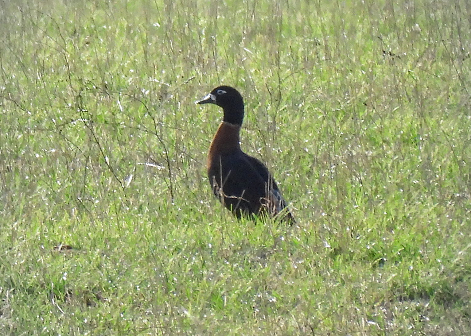 Australian Shelduck