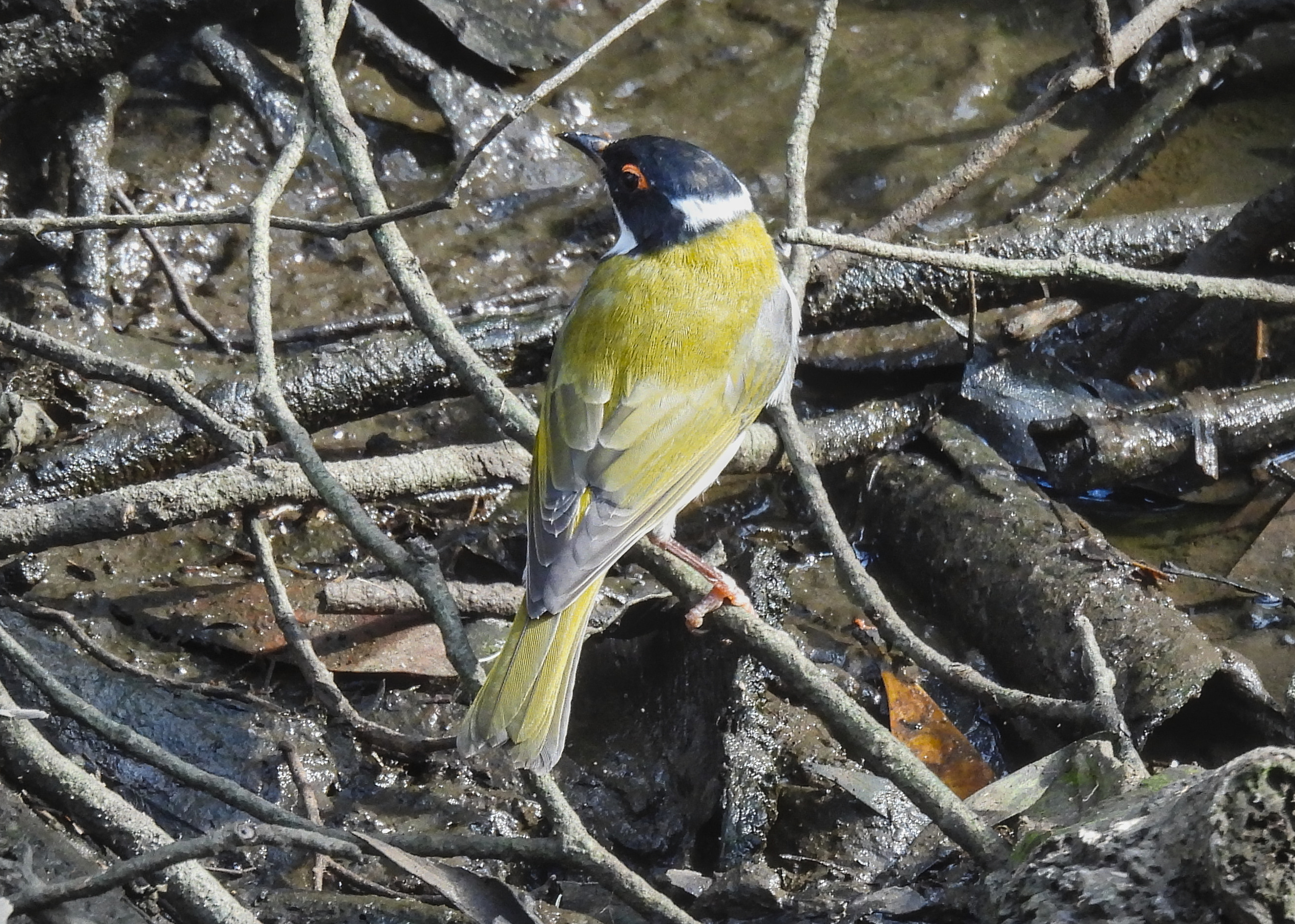 White-naped Honeyeater