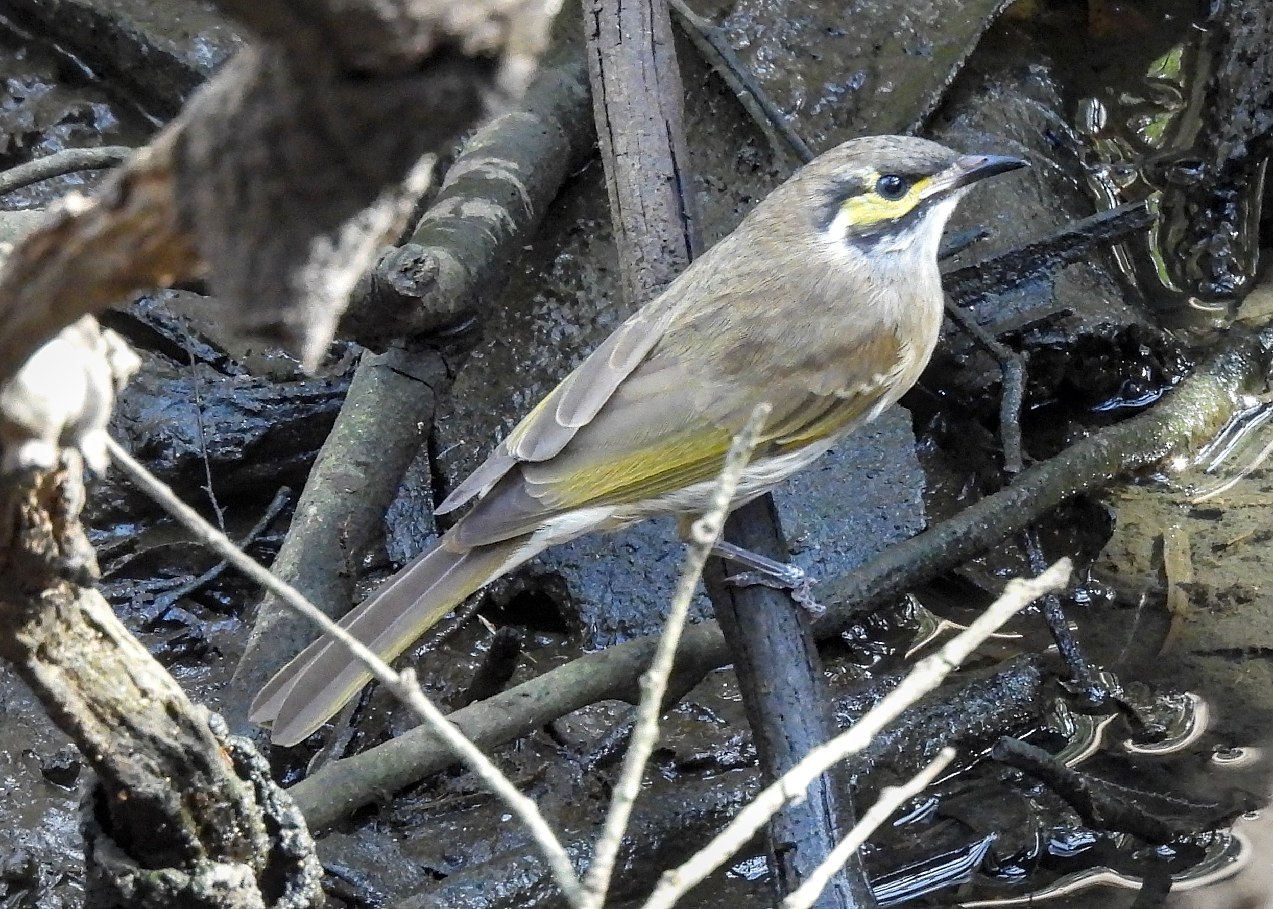 Yellow-faced Honeyeater