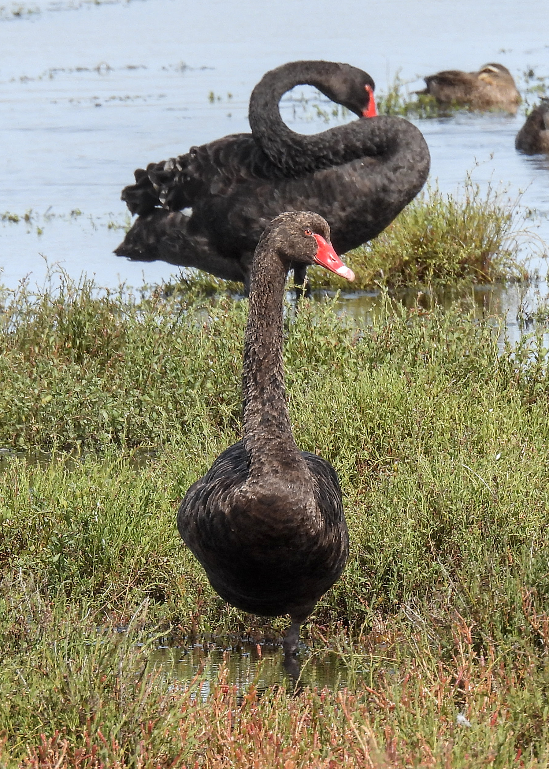 Black Swan