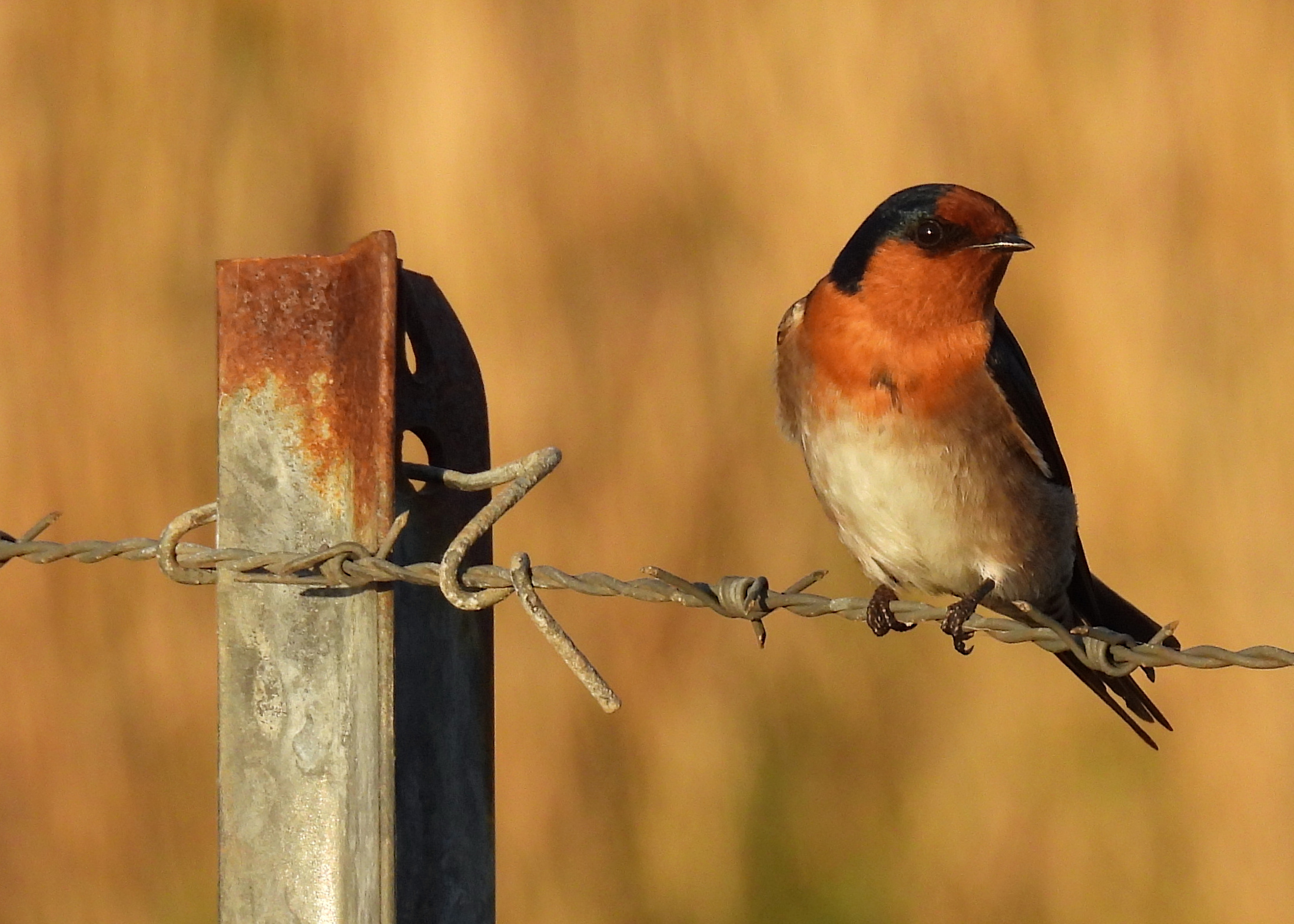 Welcome Swallow