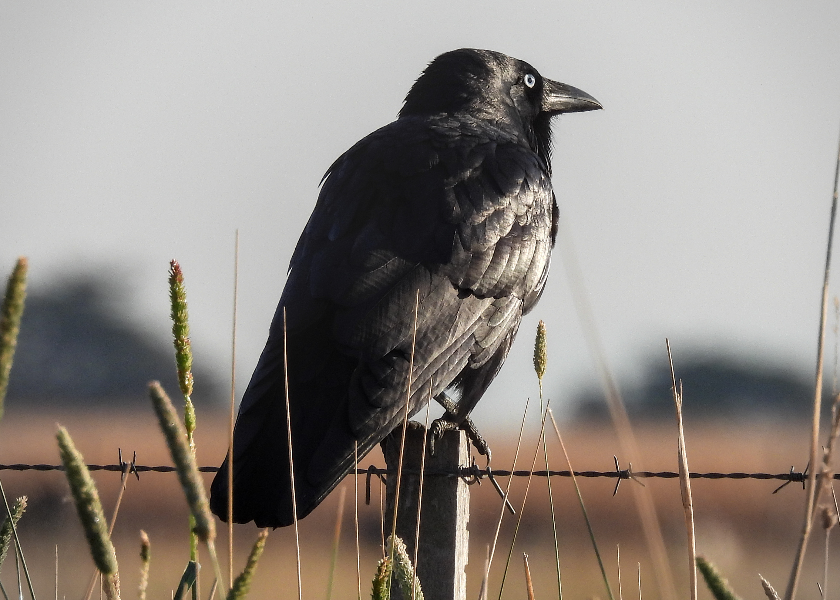 Little Raven