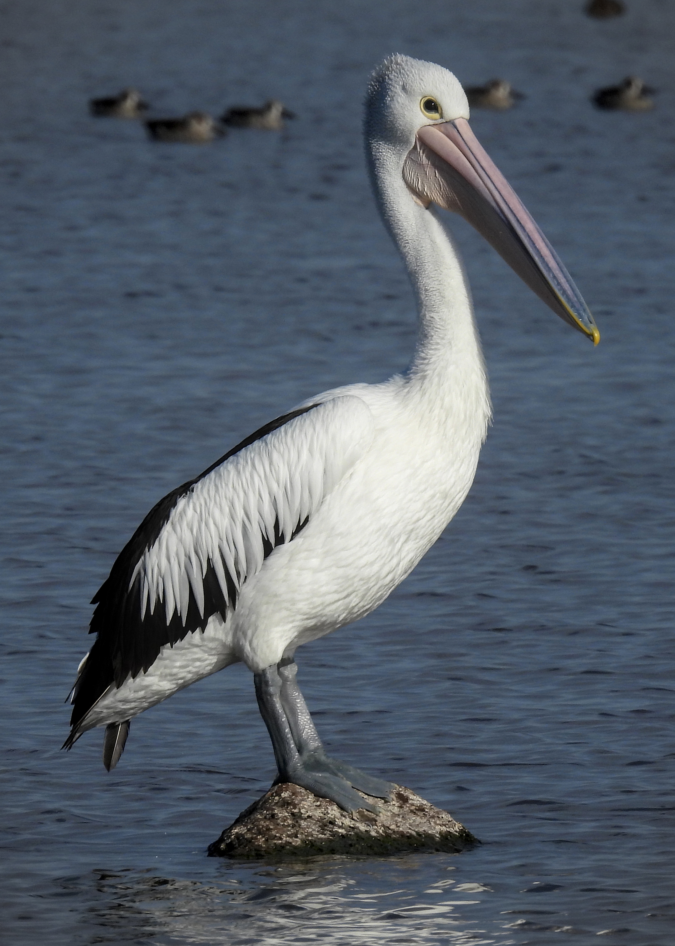 Australian Pelican