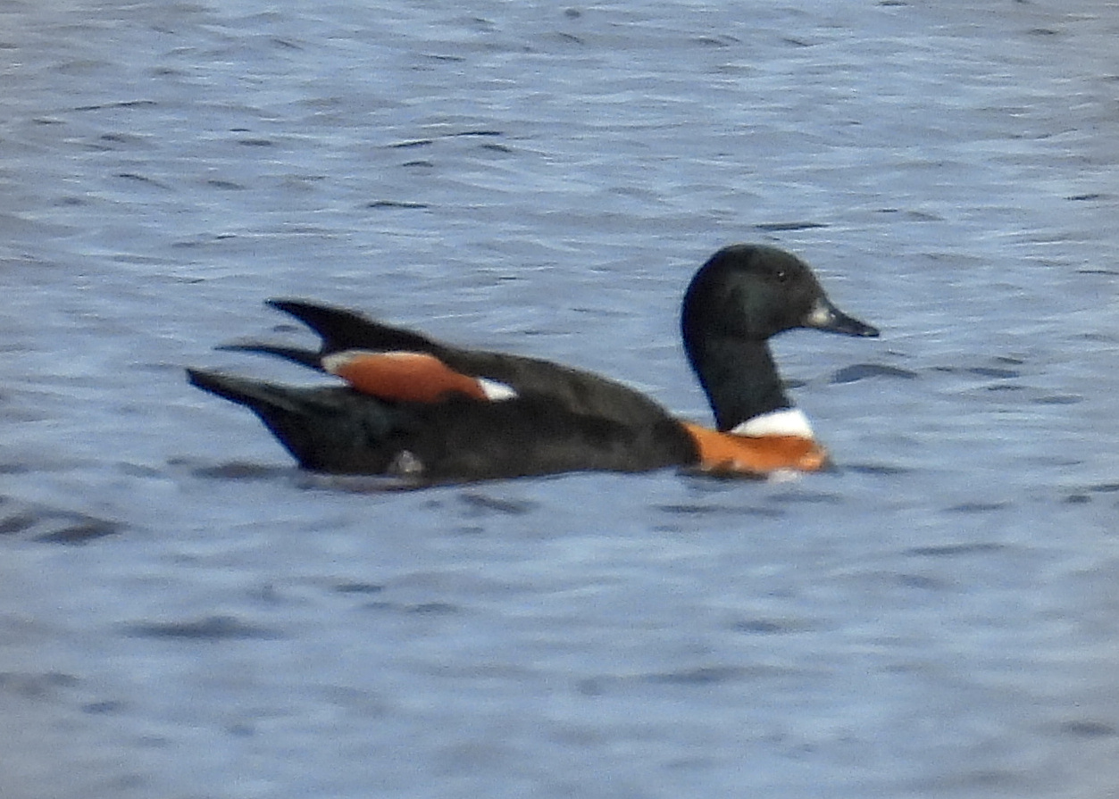 Australian Shelduck