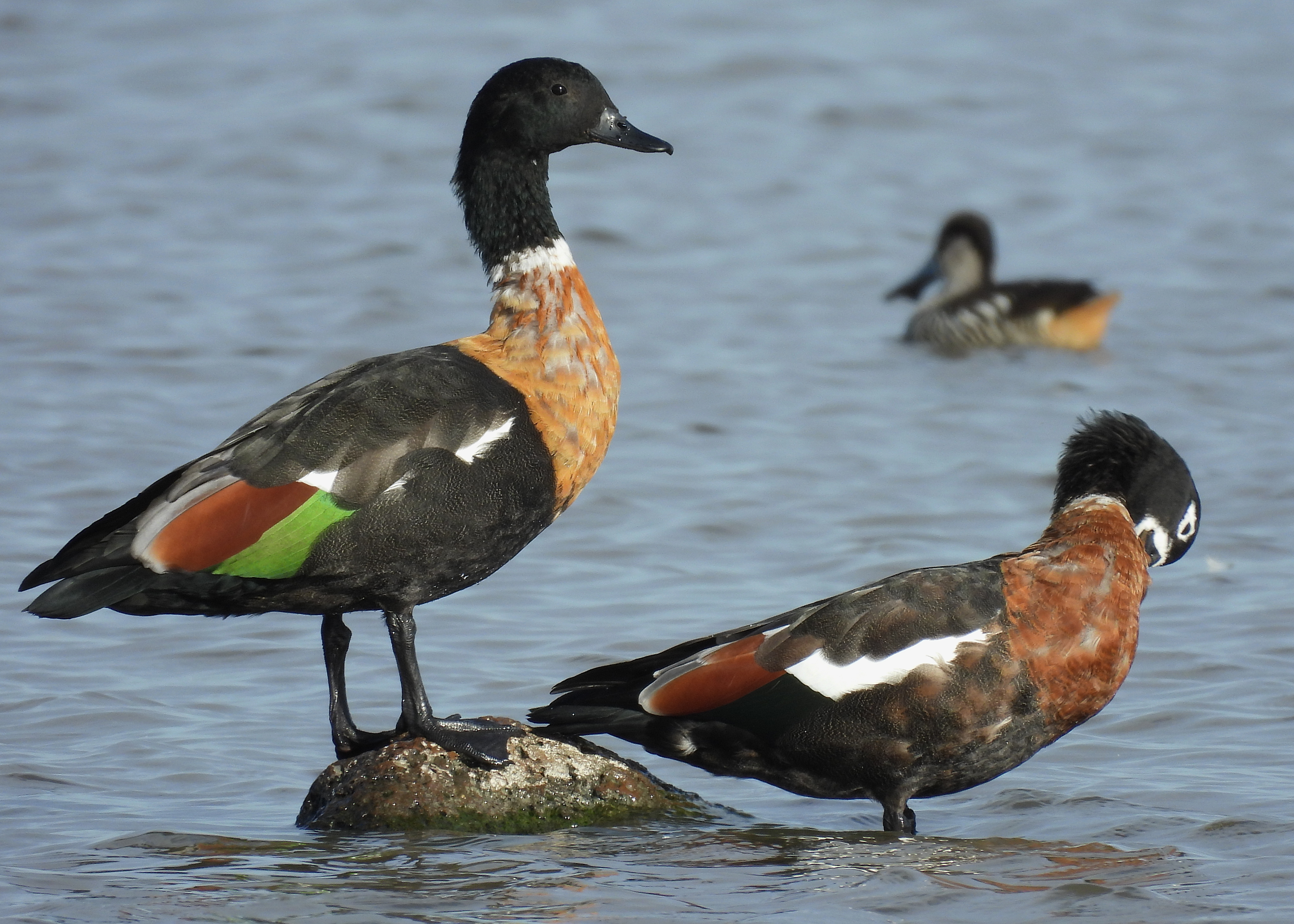 Australian Shelduck