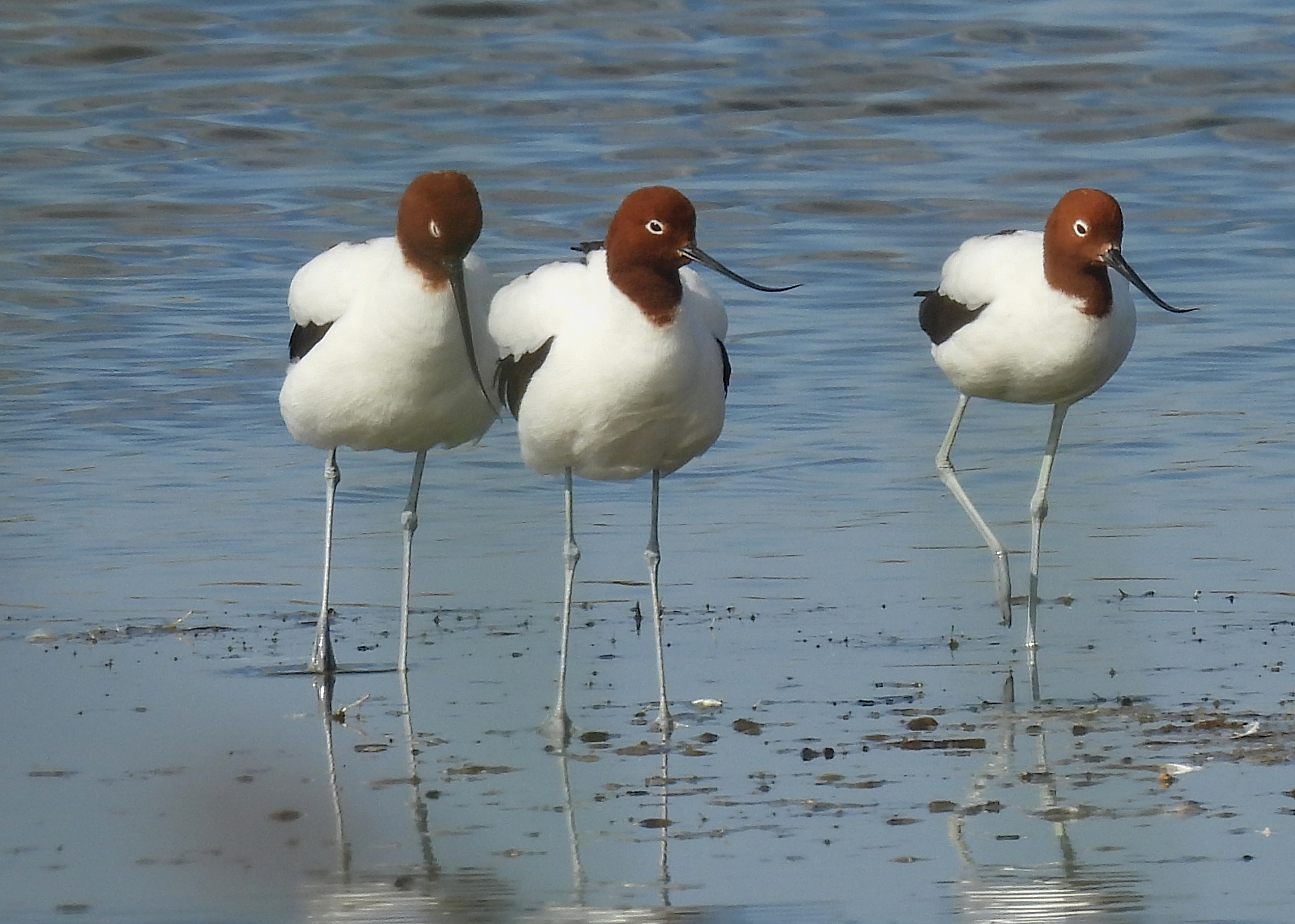 Red-necked Avocet