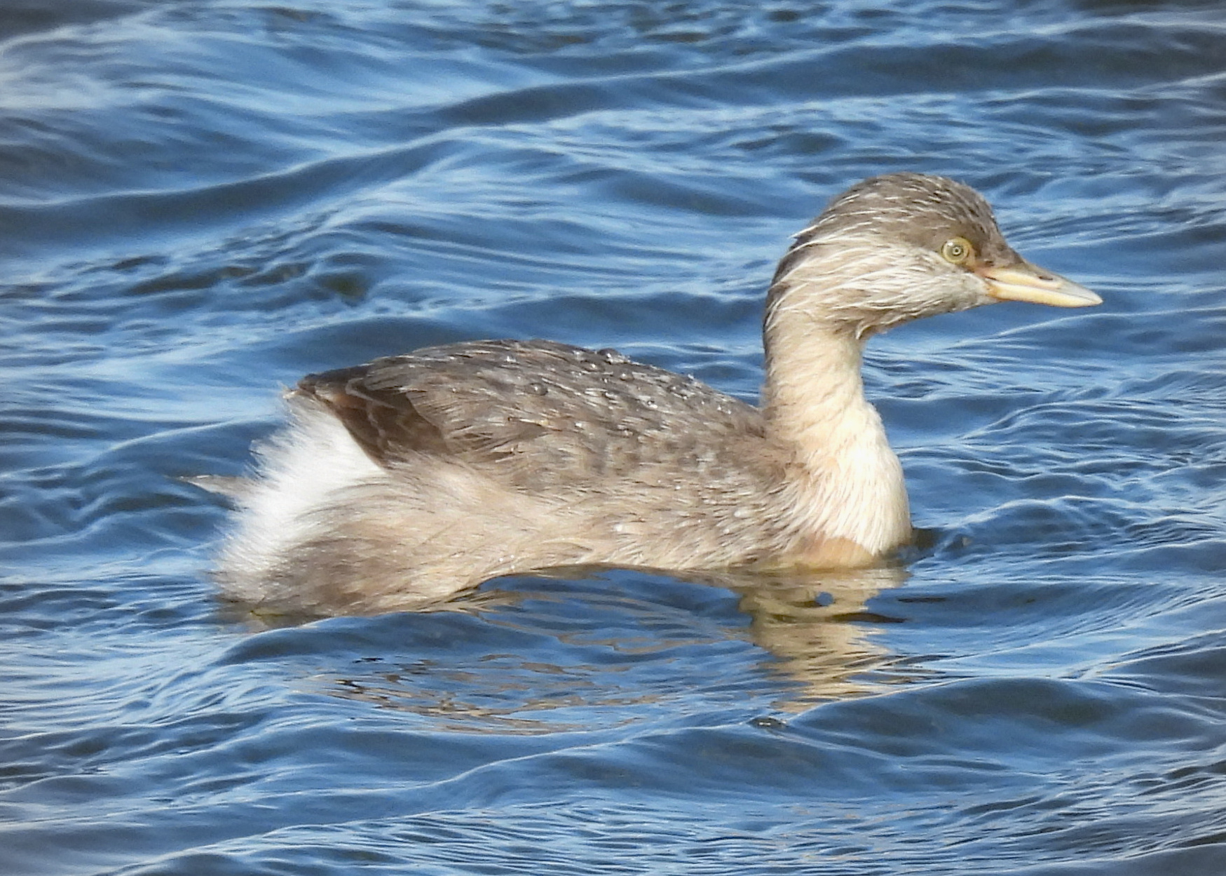 Hoary-headed Grebe