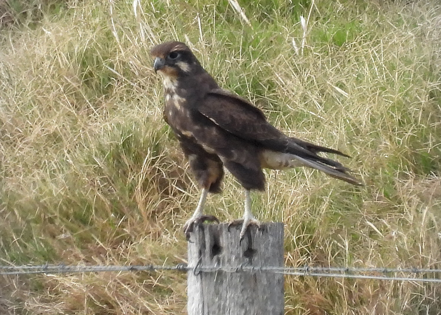 Brown Falcon
