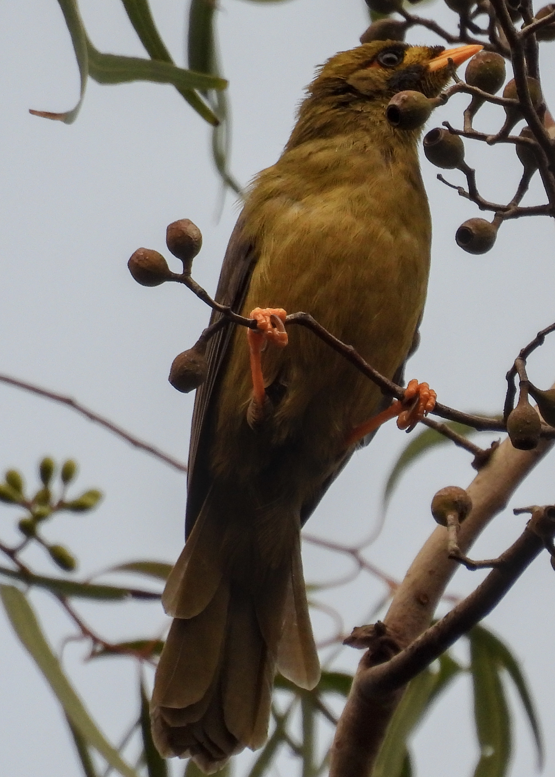Bell Miner
