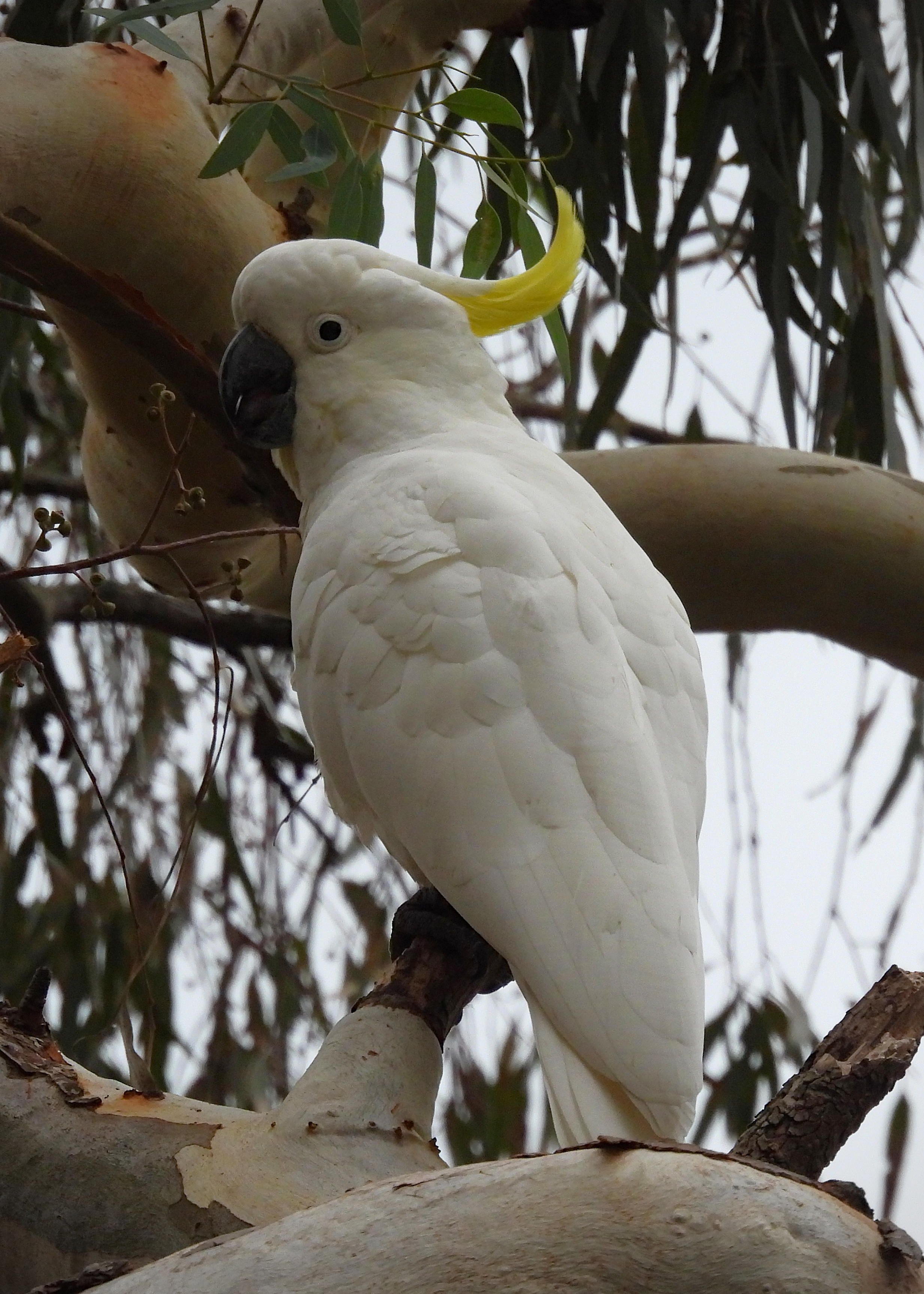 Sulphur-crested Cockatoo