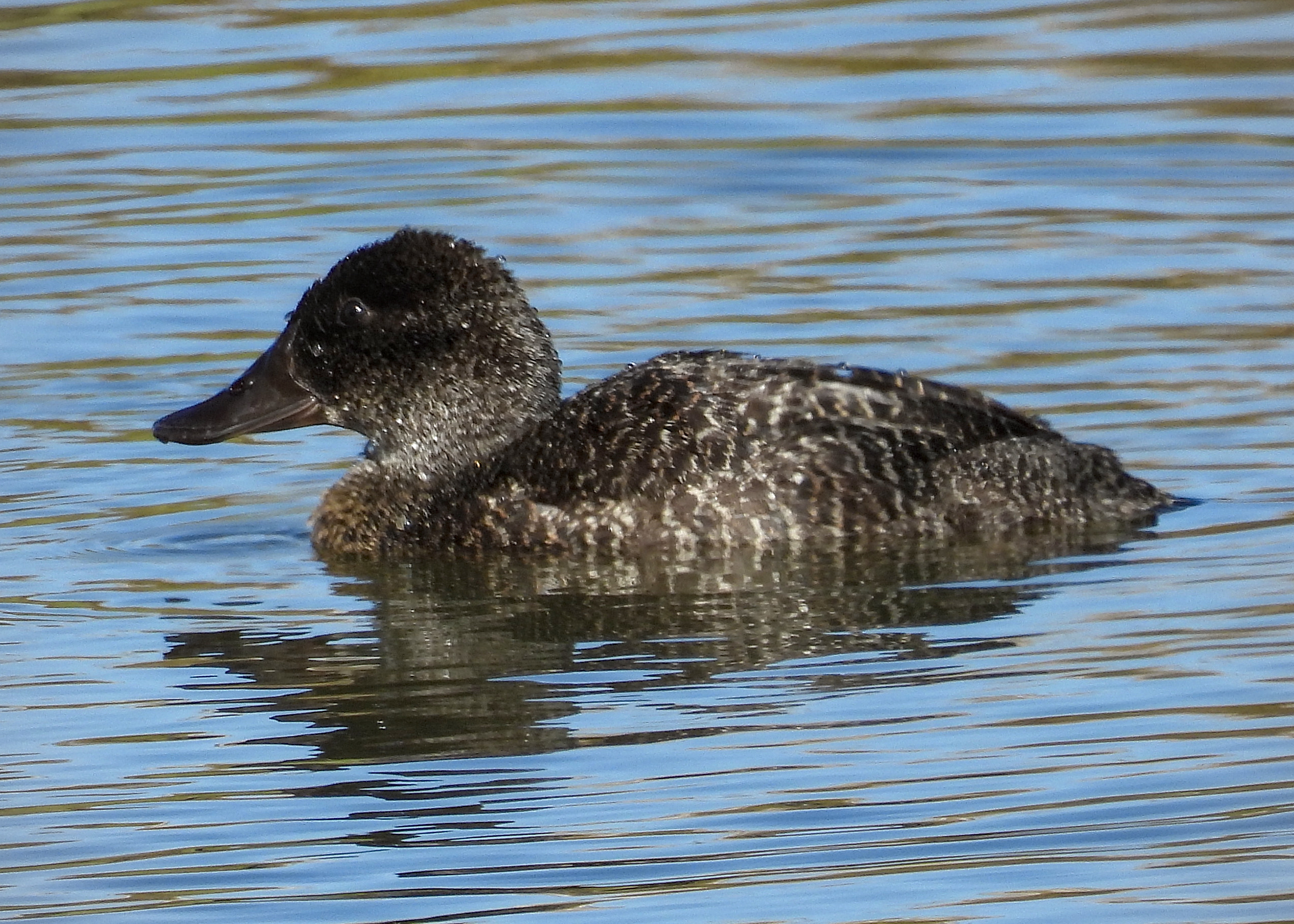 Musk Duck