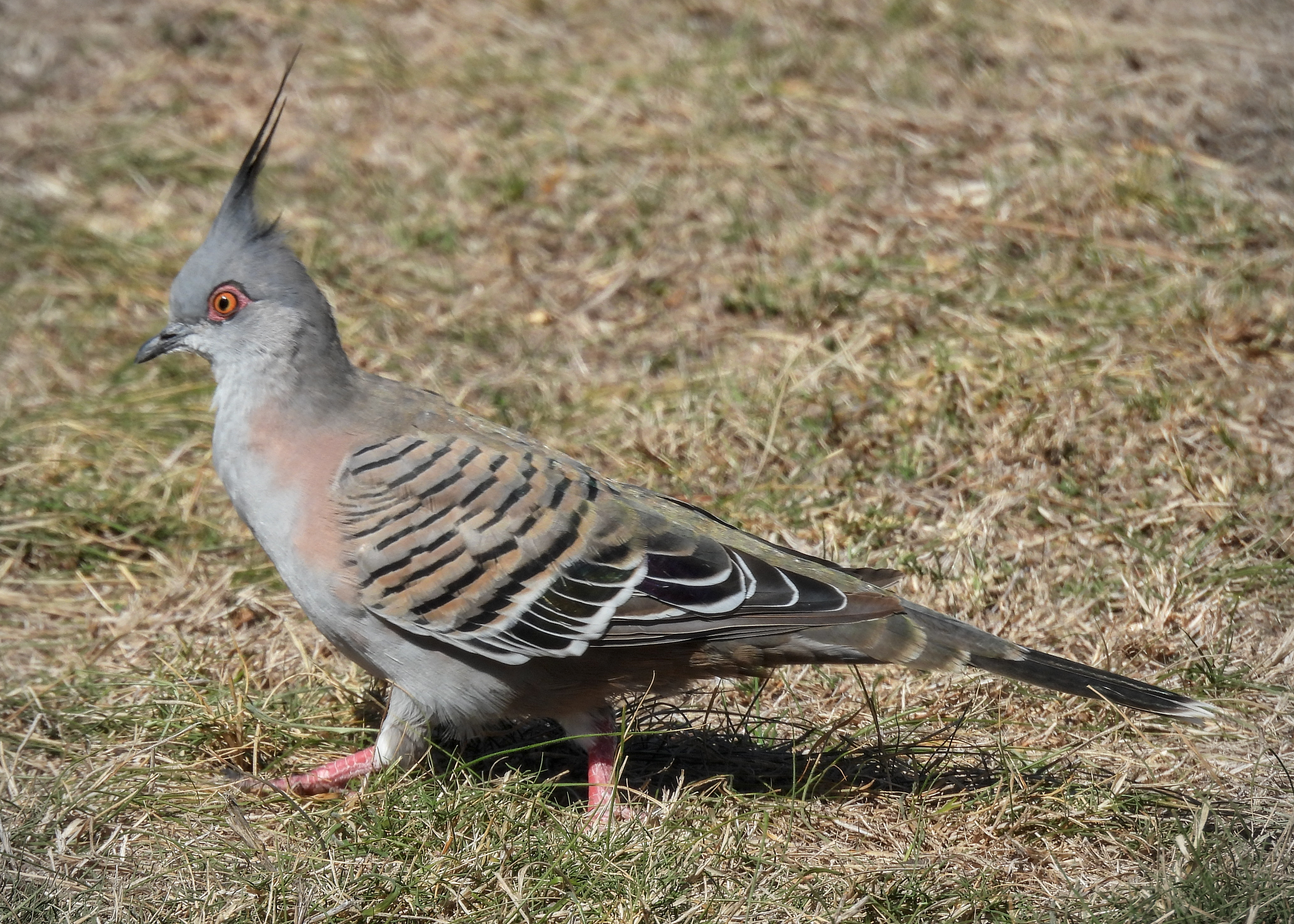 Crested Pigeon