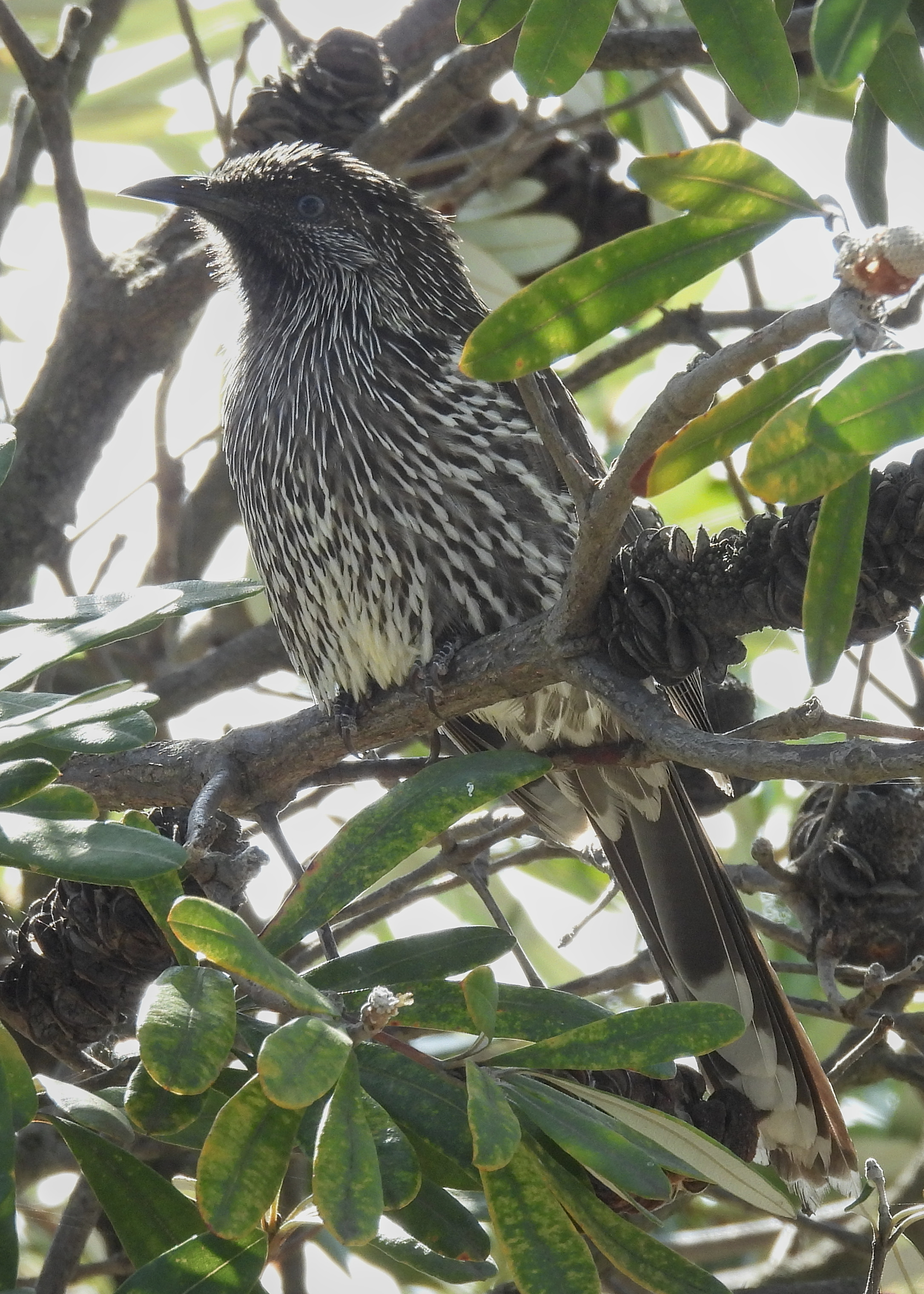 Little Wattlebird