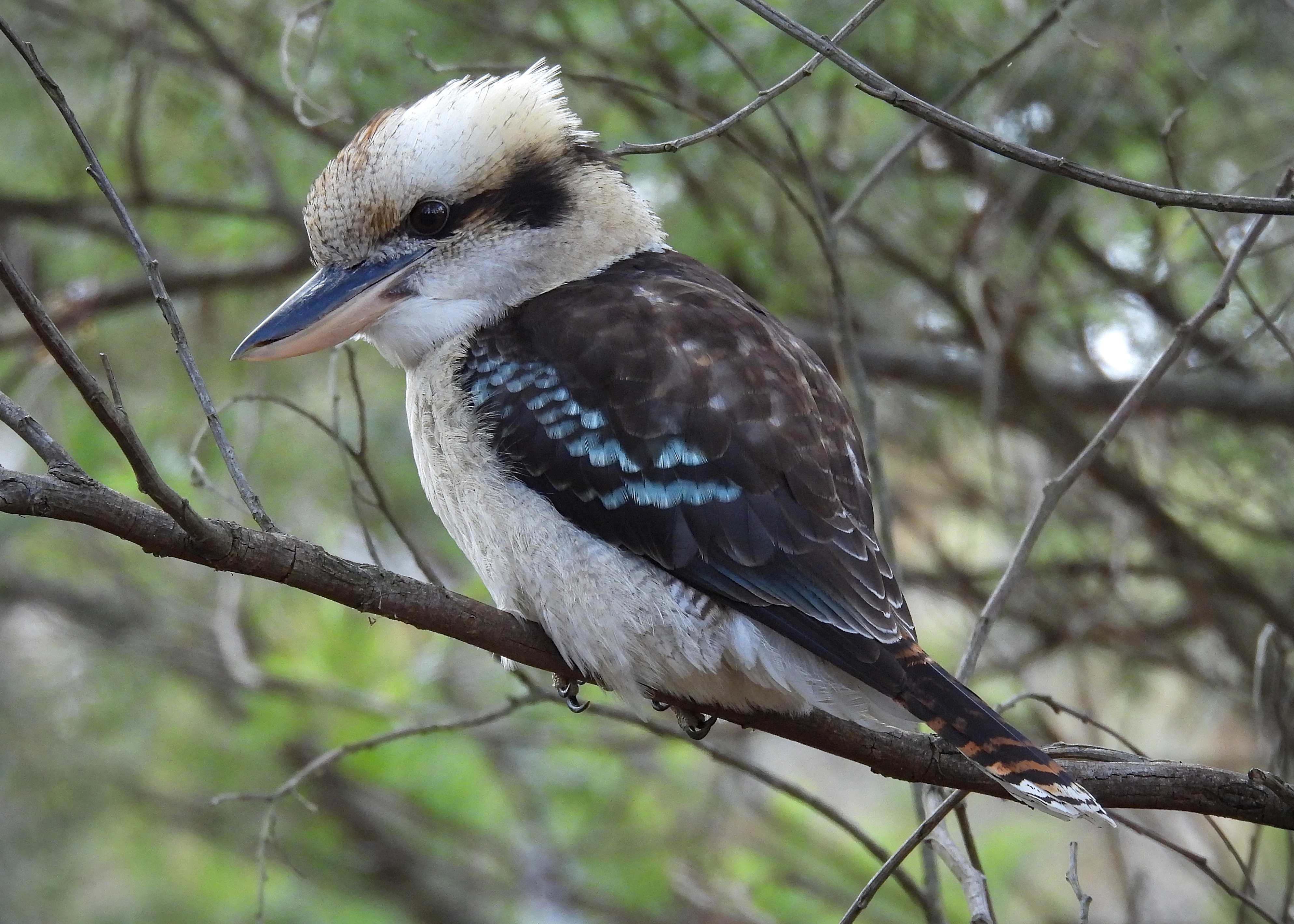 Laughing Kookaburra