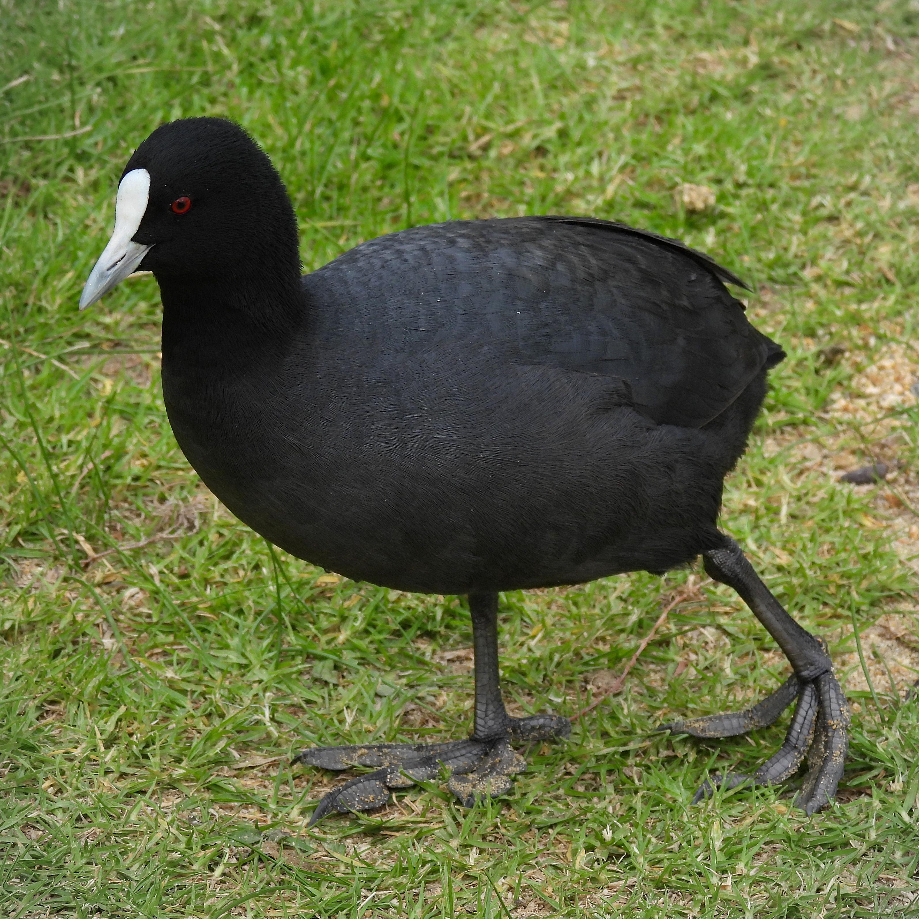 Eurasian Coot