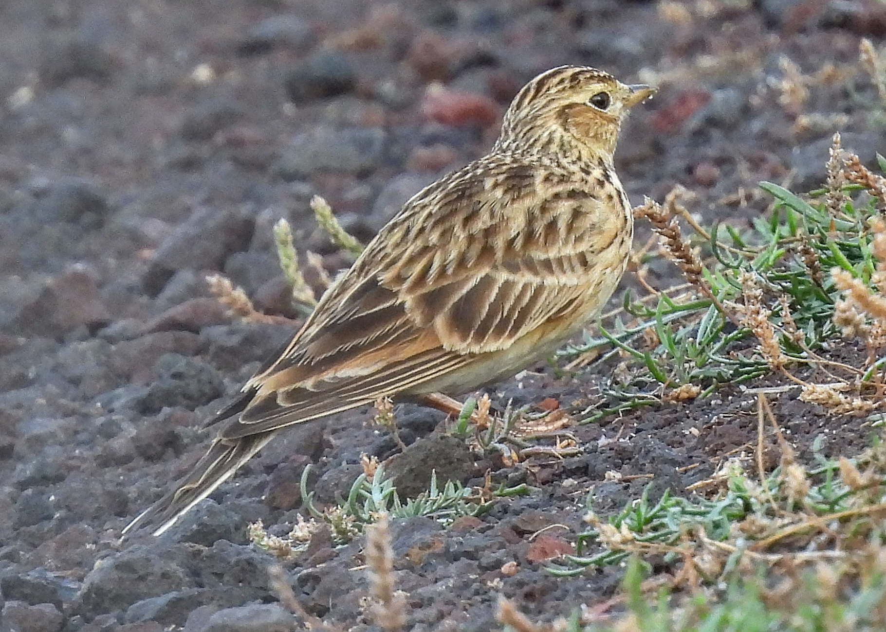 Australian Pipit