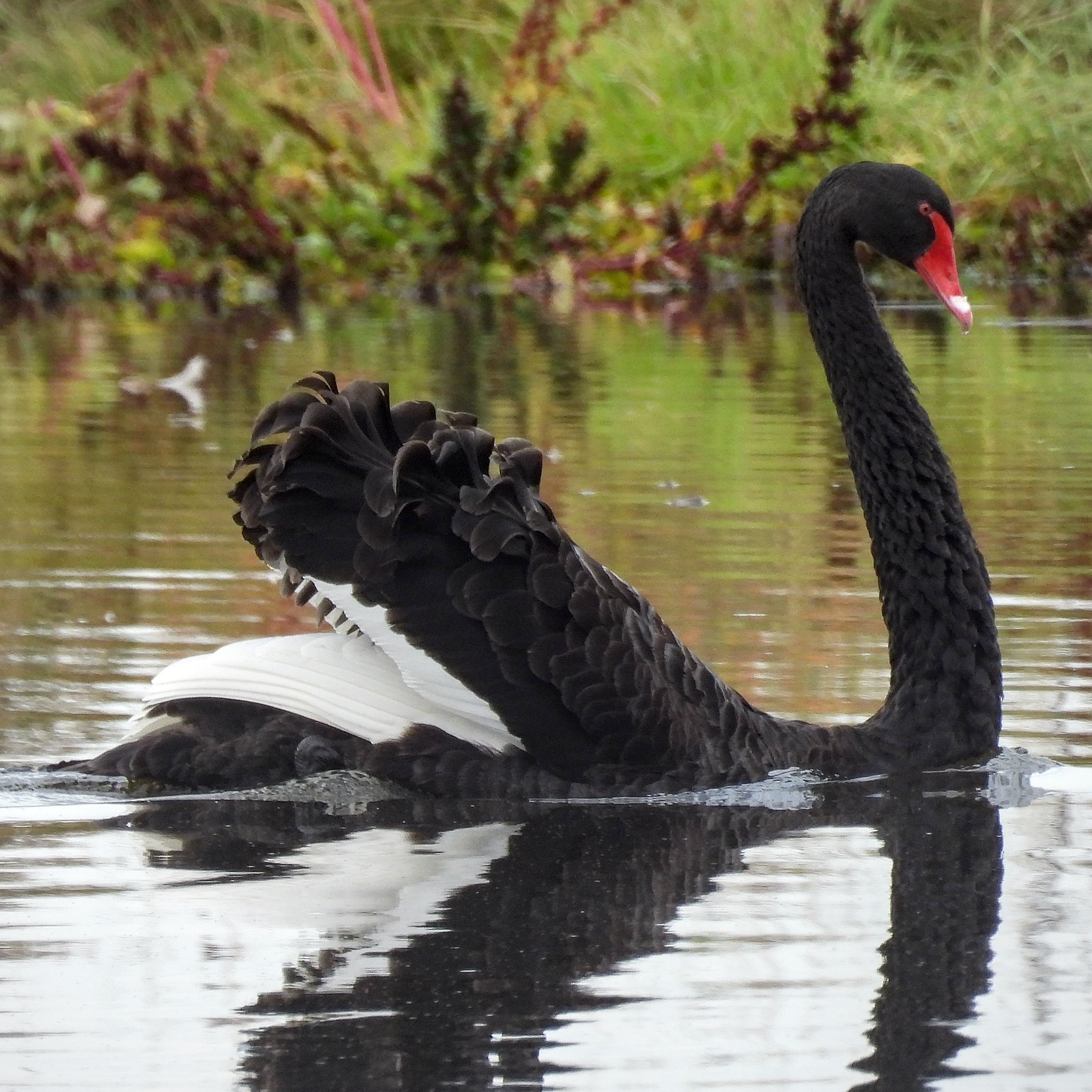 Black Swan
