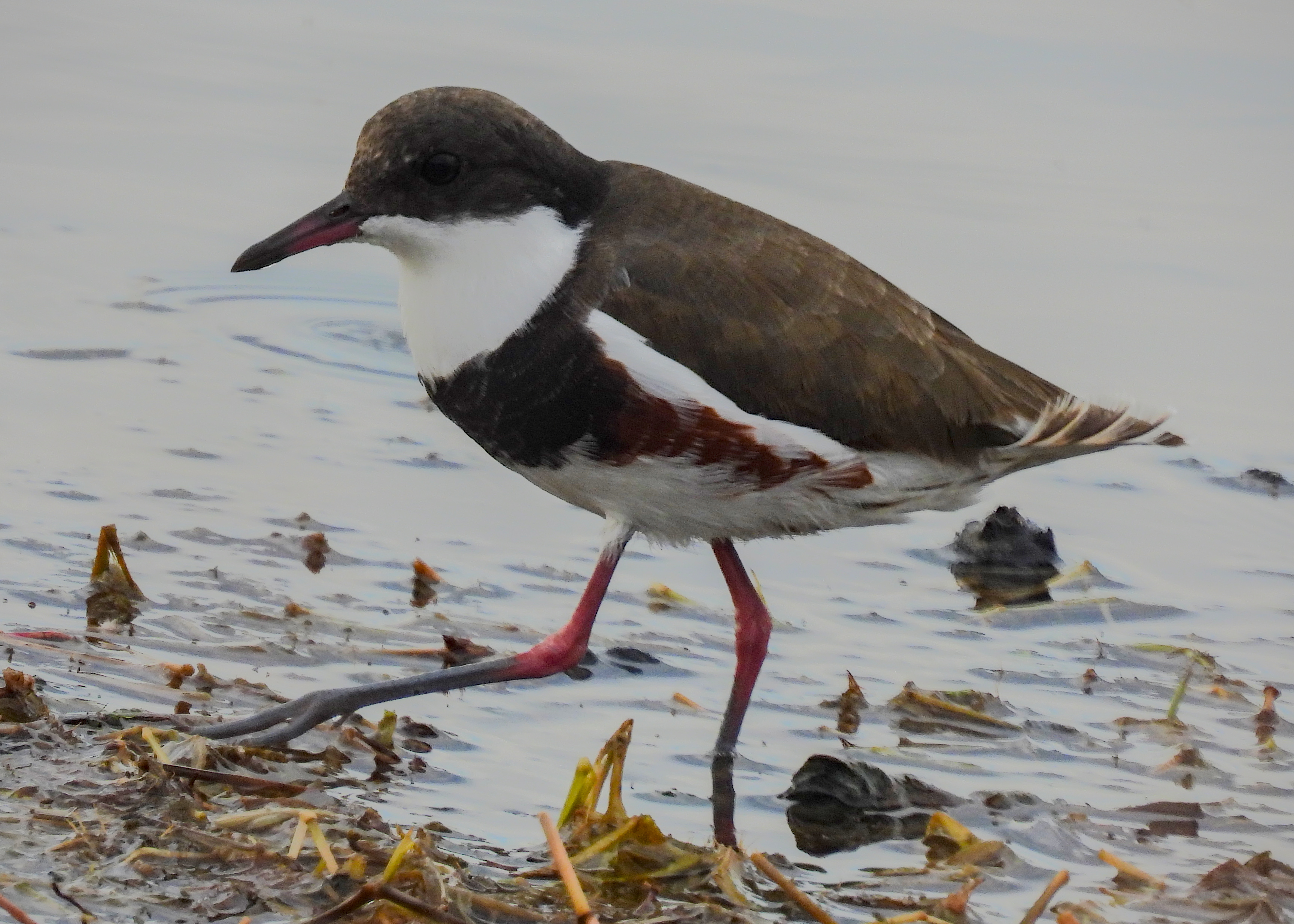 Red-kneed Dotterel