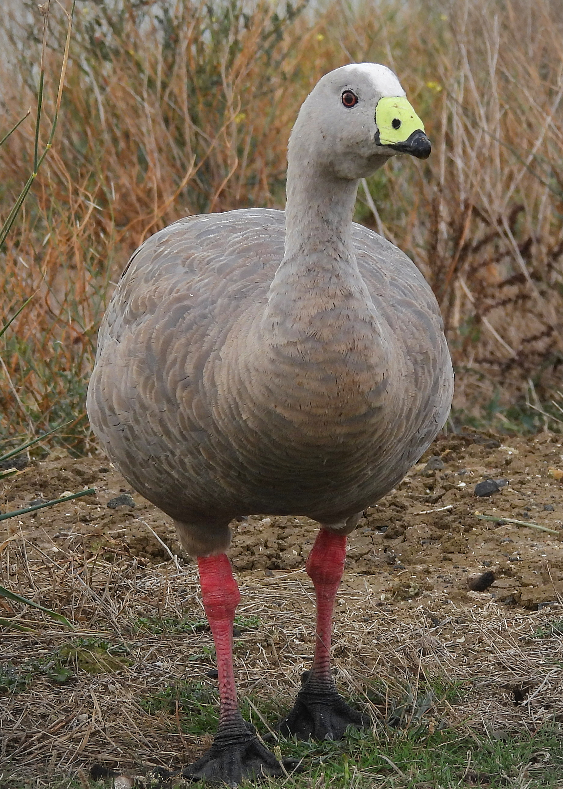 Cape Barren Goose