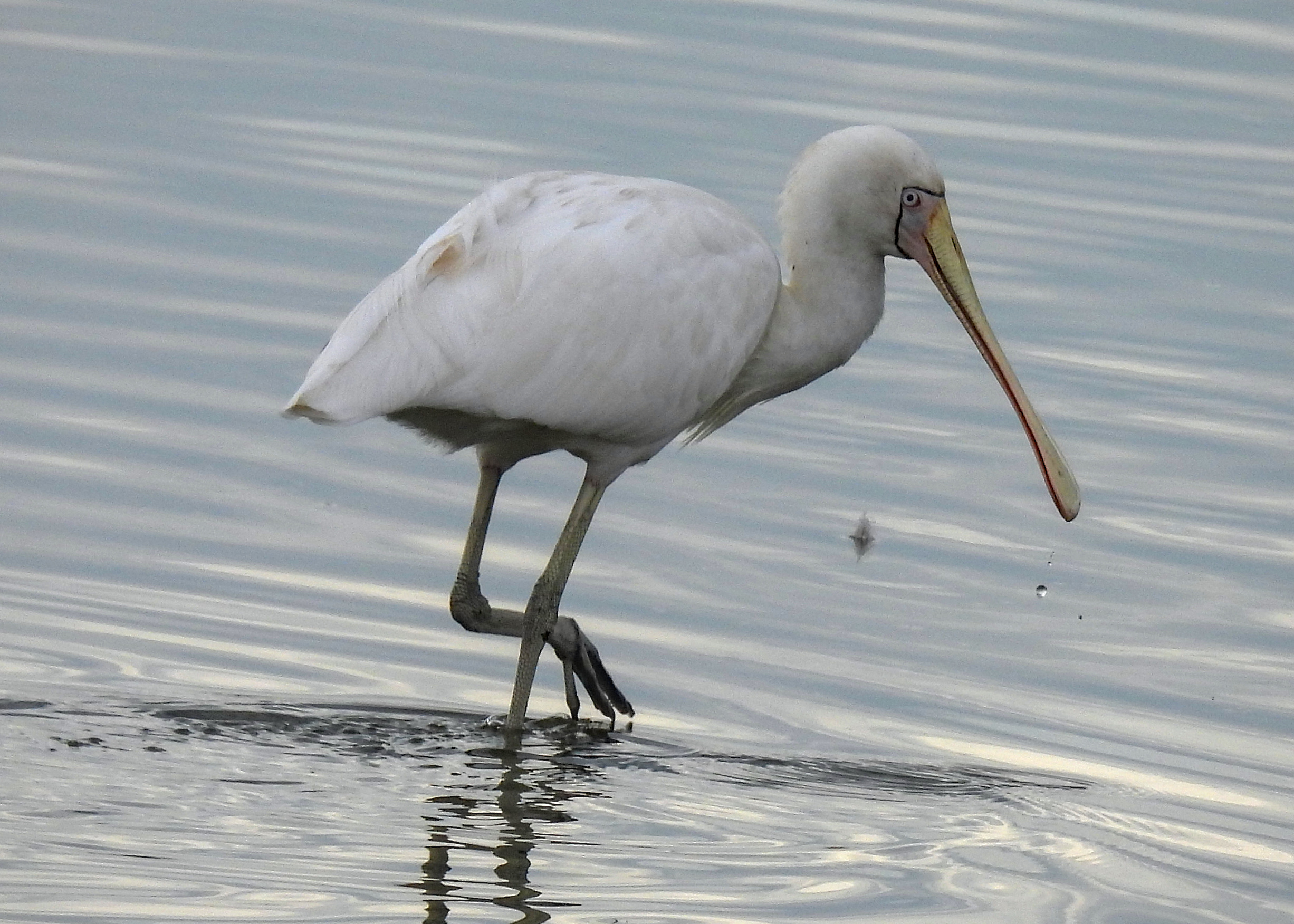 Yellow-billed Spoonbill
