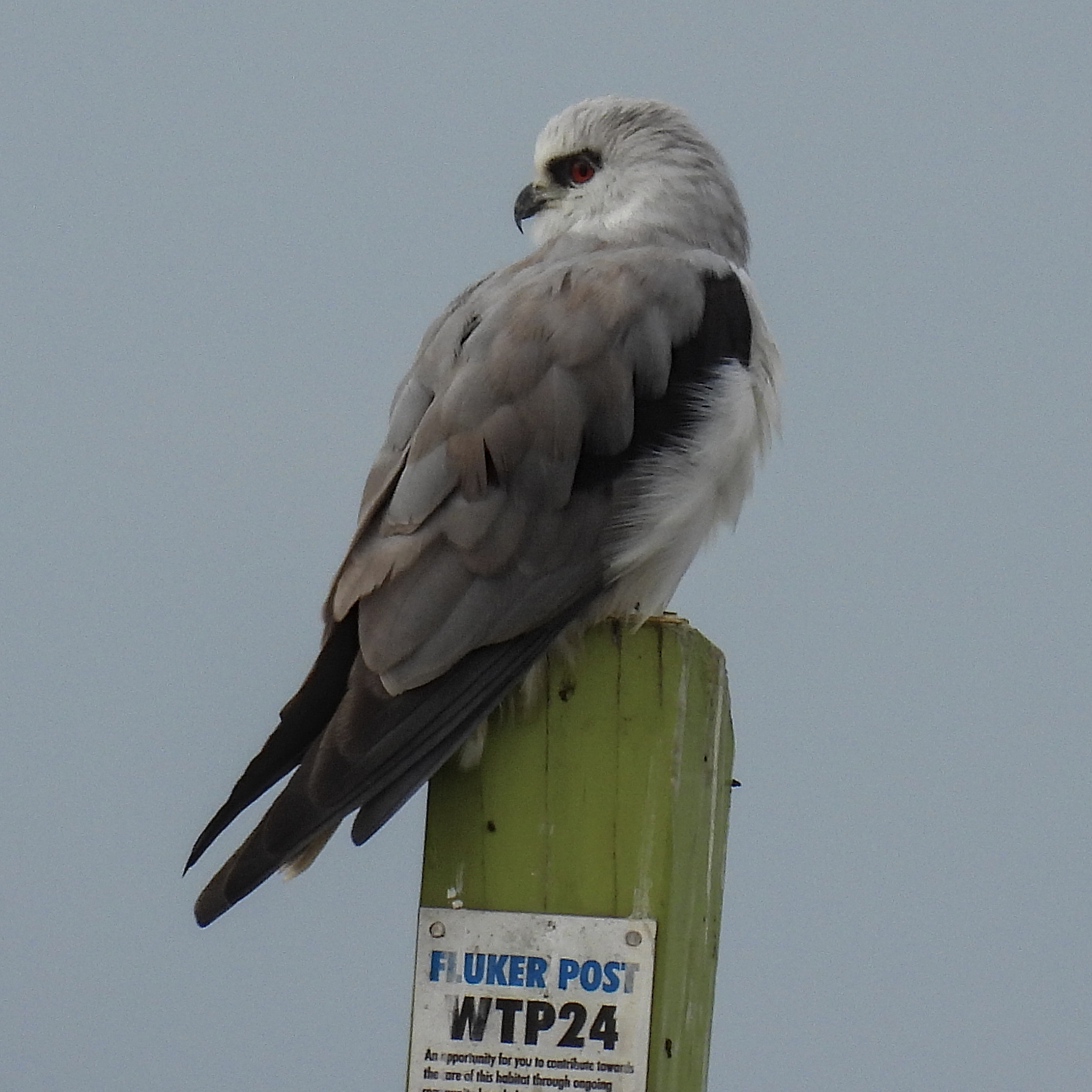Black-shouldered Kite
