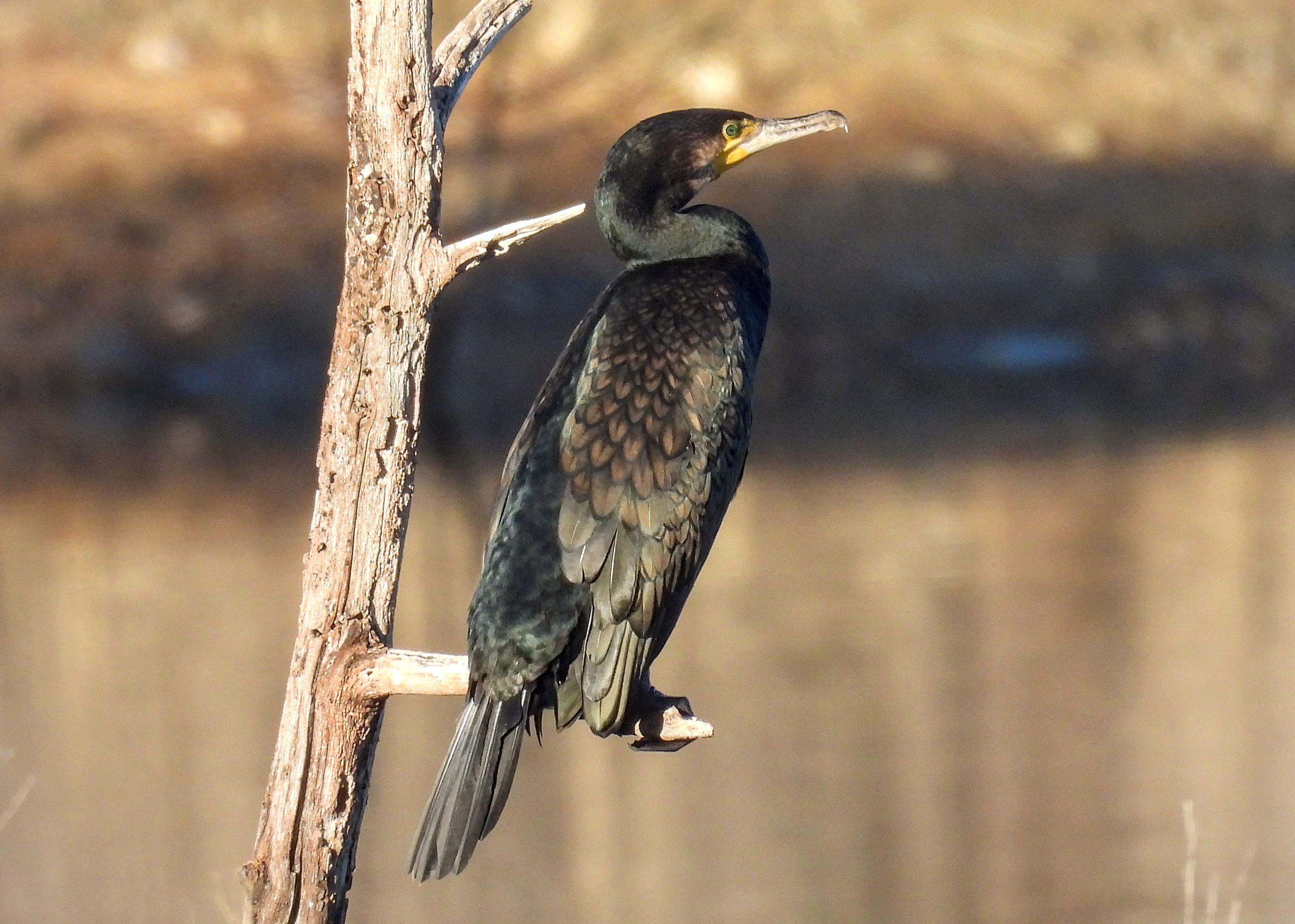 Great Cormorant