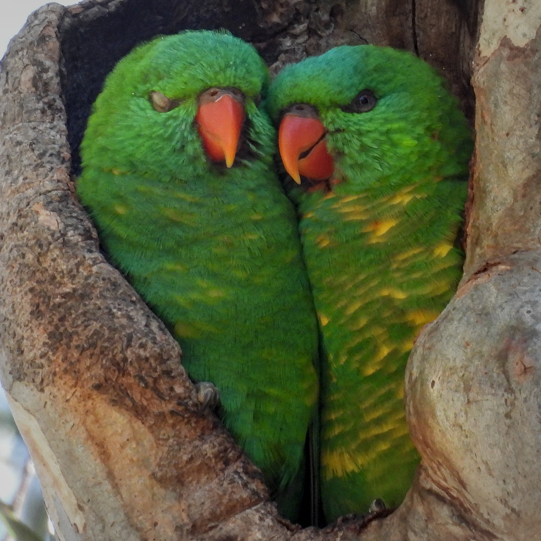 Scaly-breasted Lorikeet