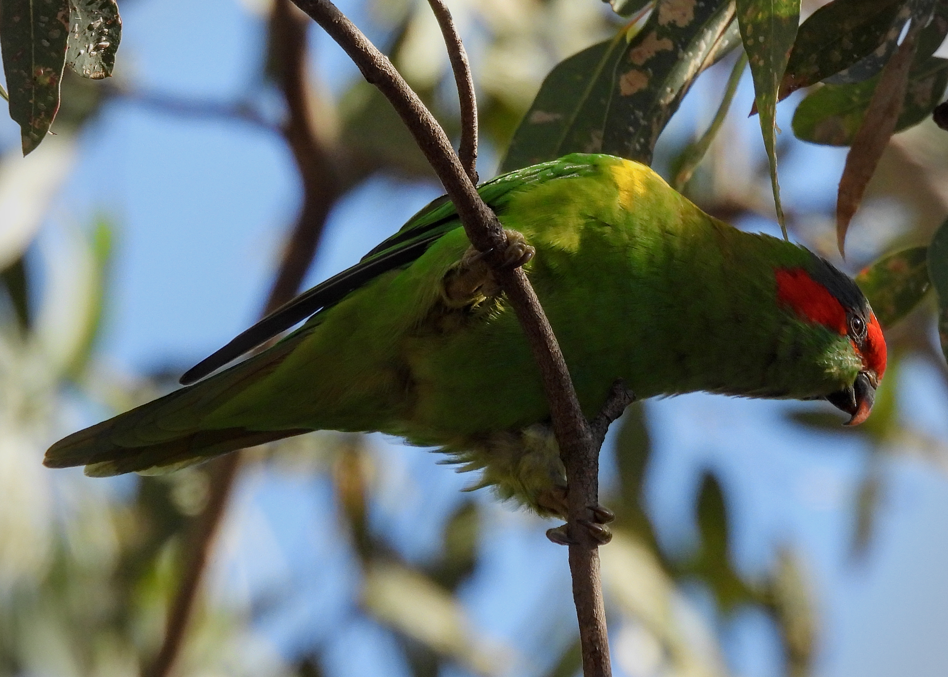 Musk Lorikeet