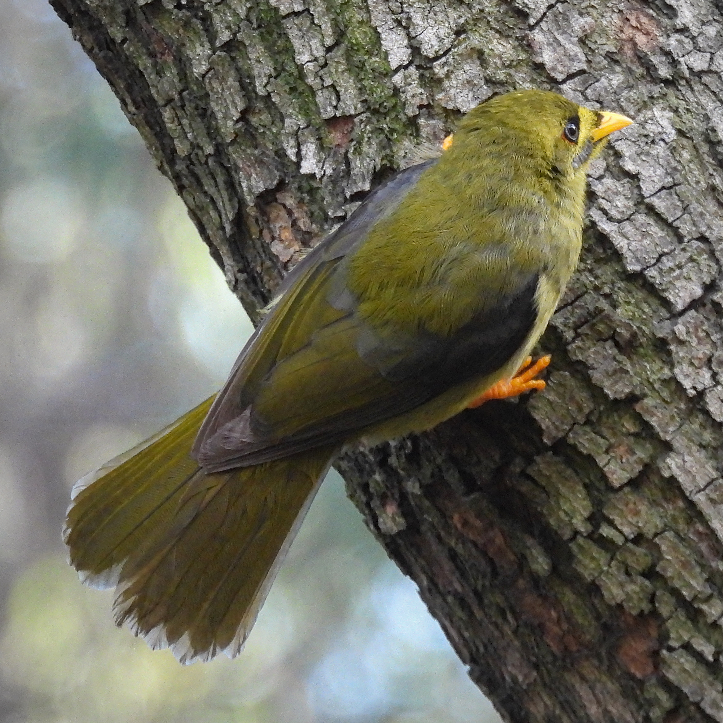 Bell Miner