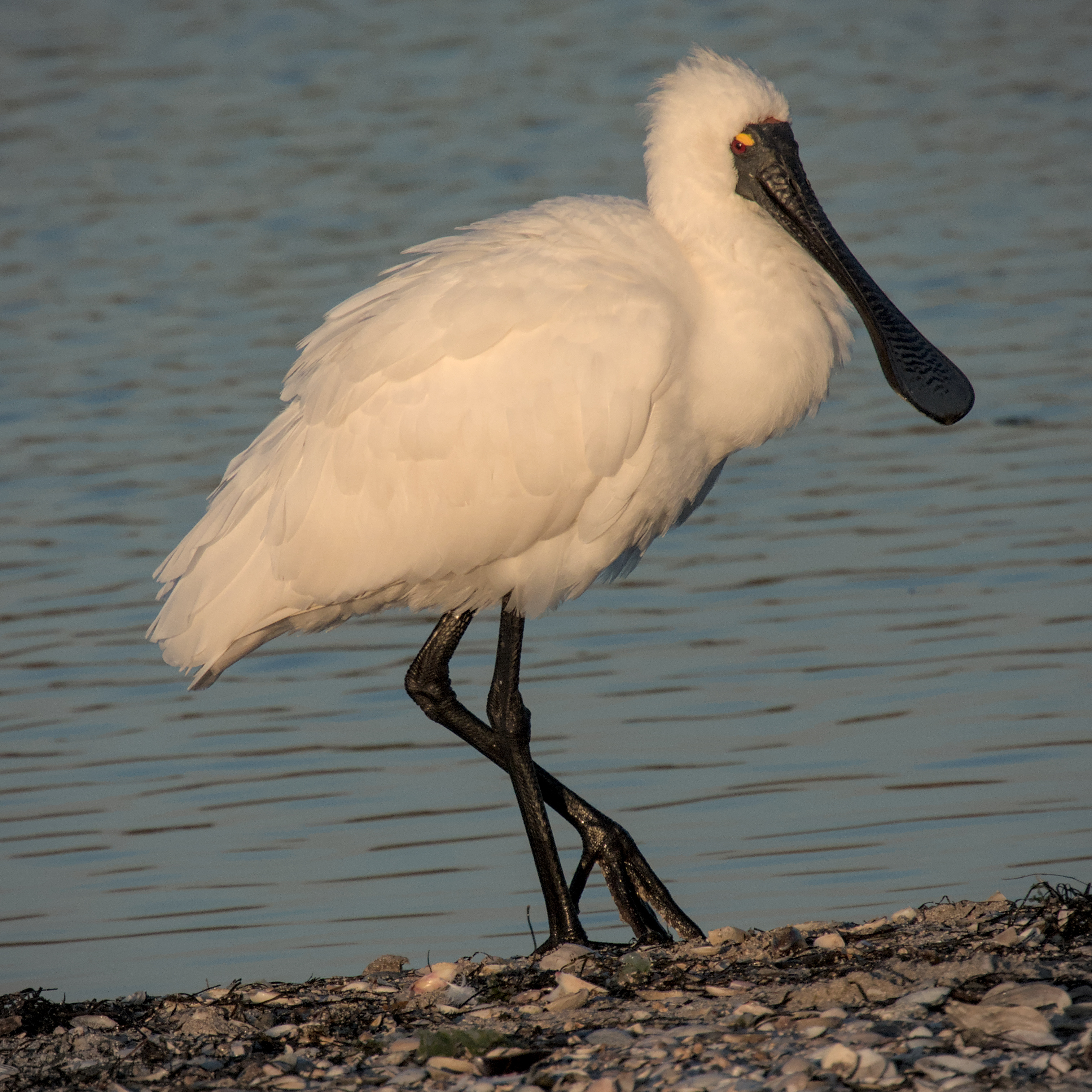 Royal Spoonbill