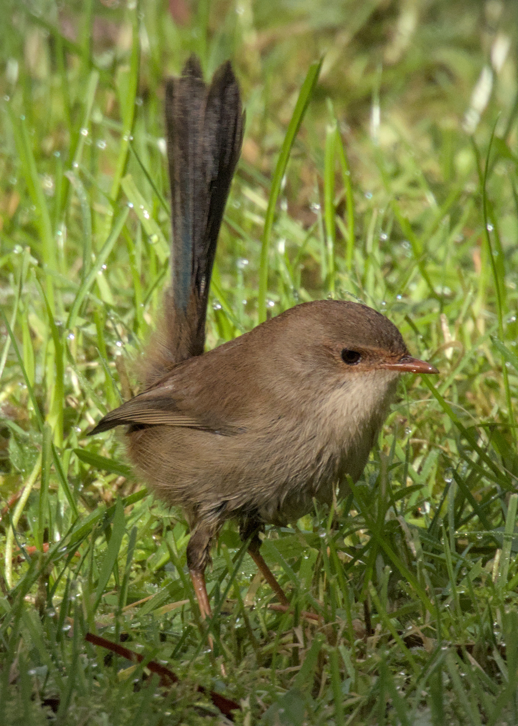 Superb Fairywren