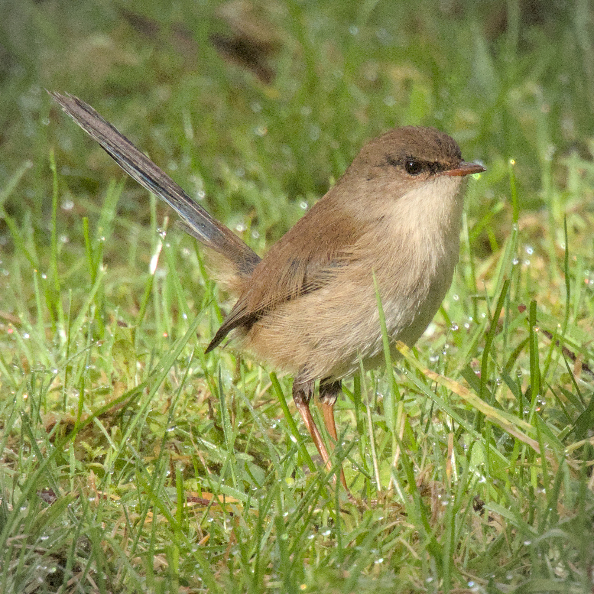 Superb Fairywren