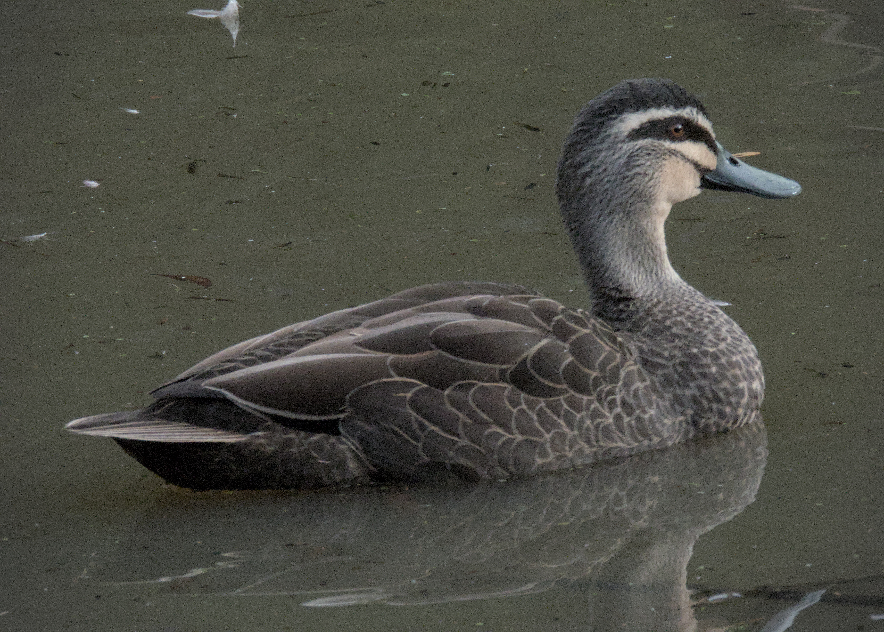 Pacific Black Duck