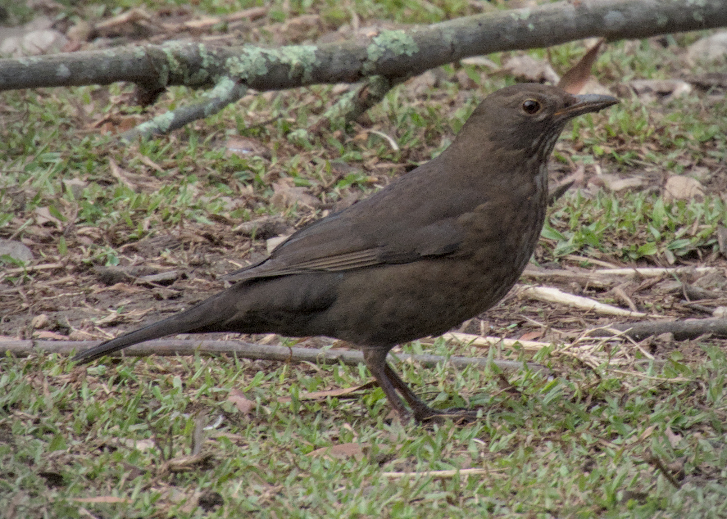 Eurasian Blackbird