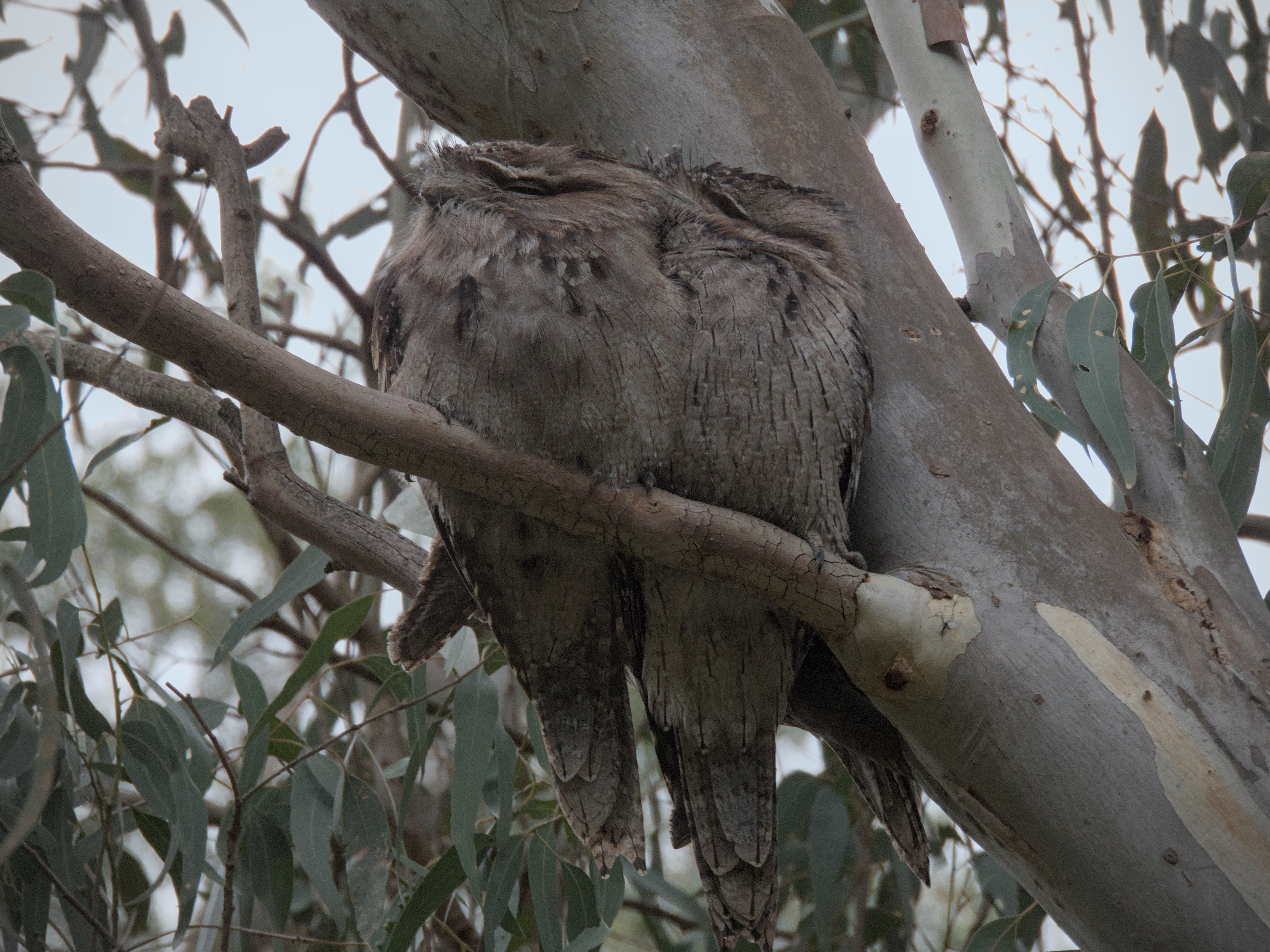 Tawny Frogmouth
