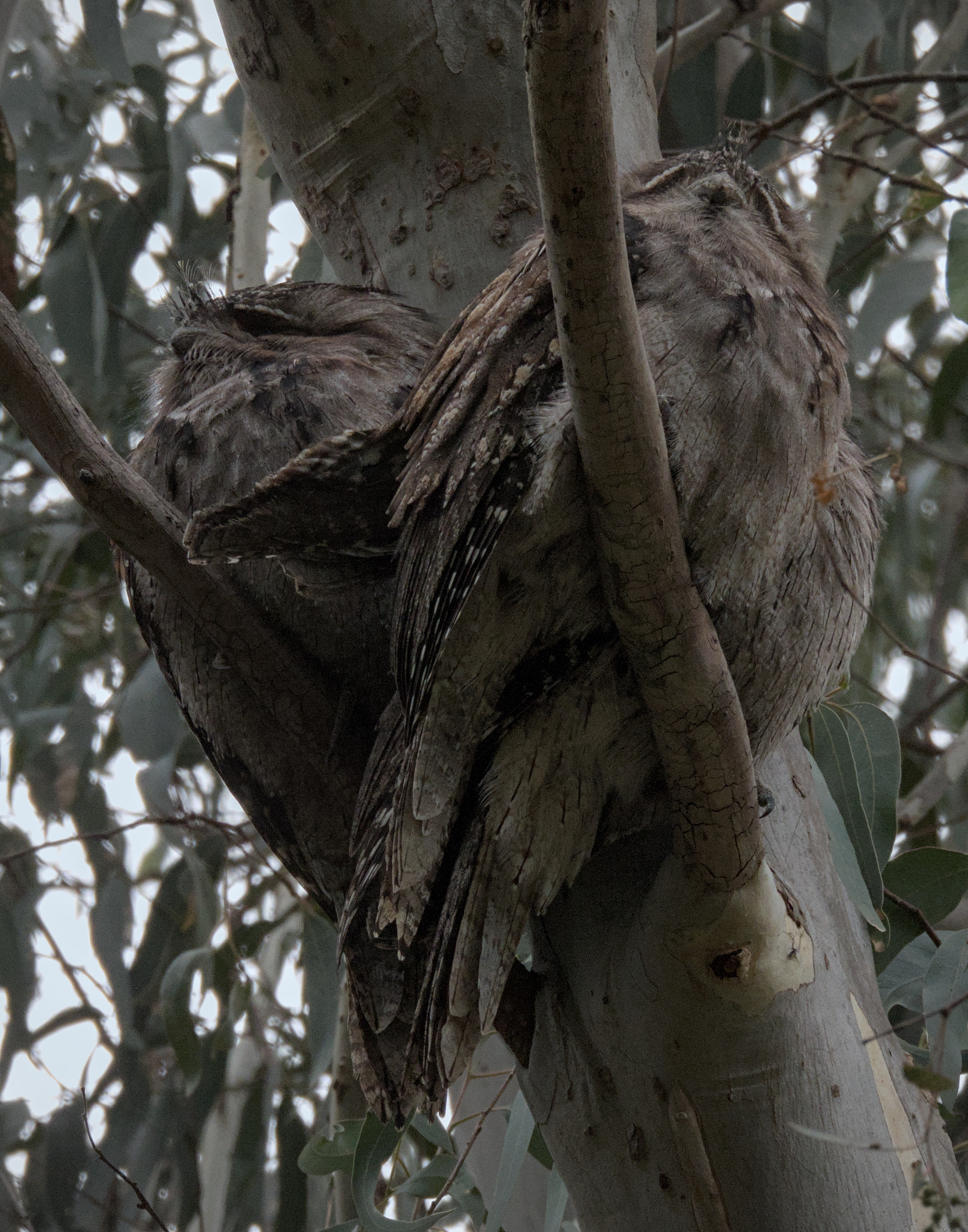 Tawny Frogmouth