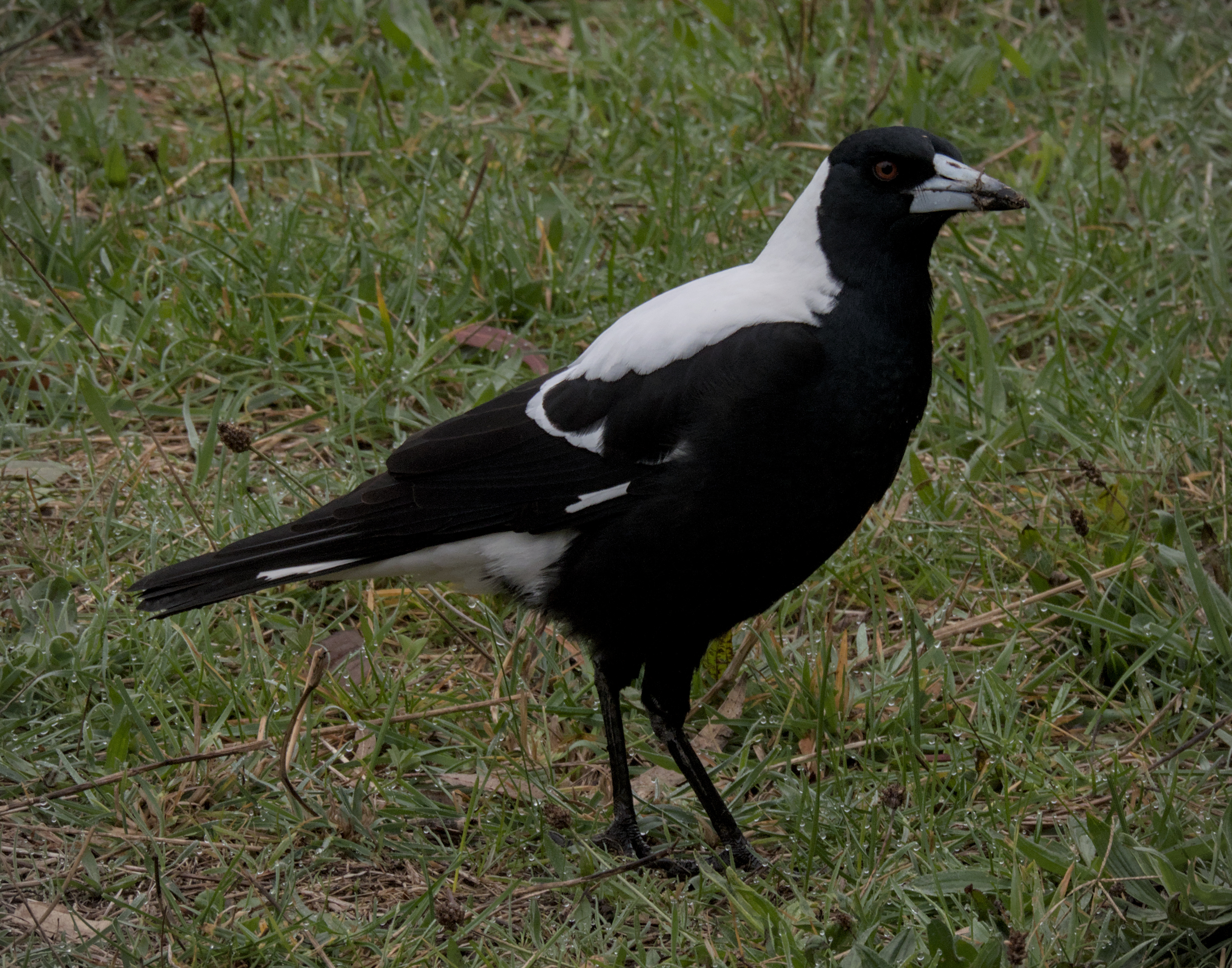Australian Magpie