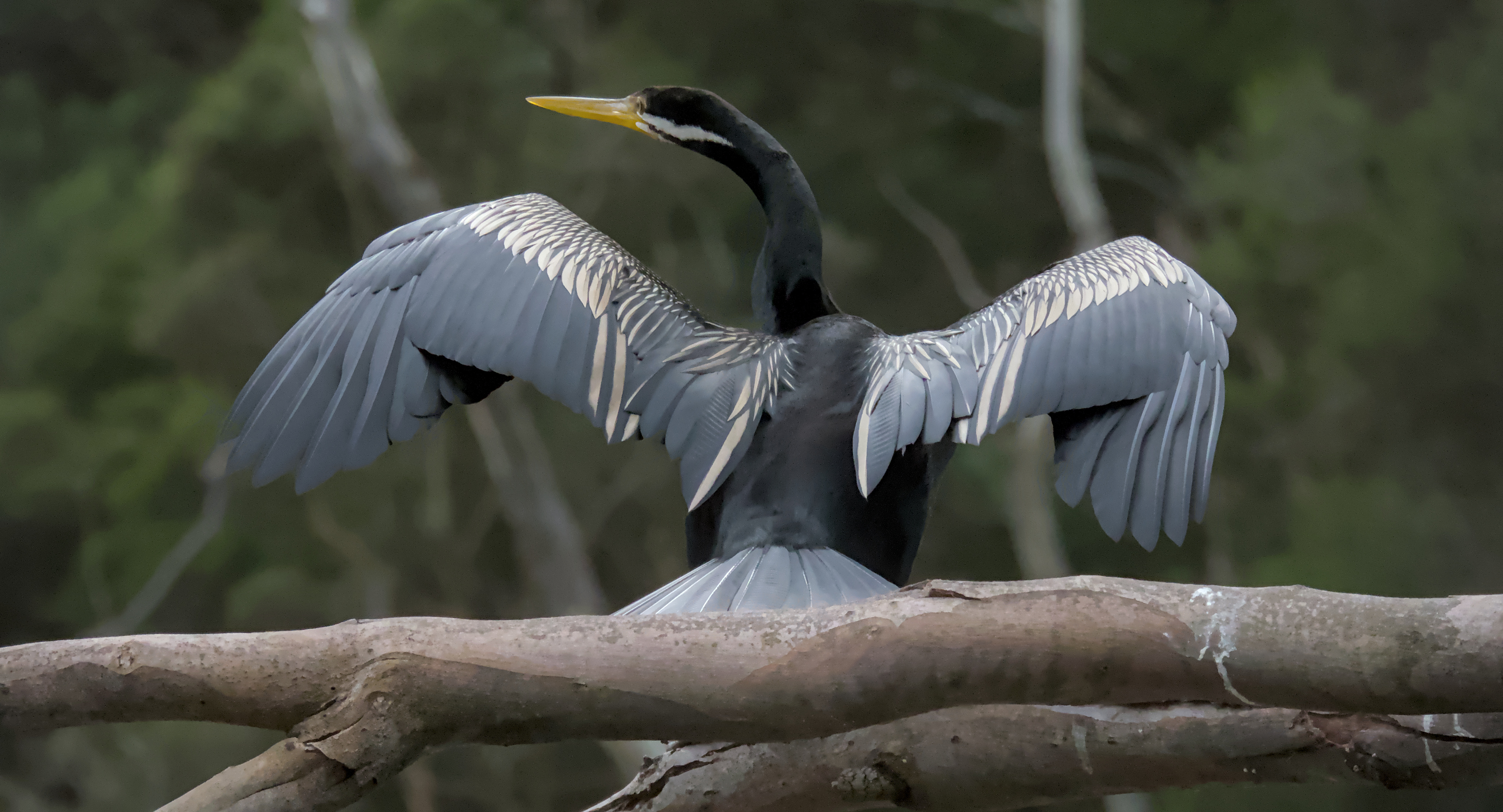 Australasian Darter