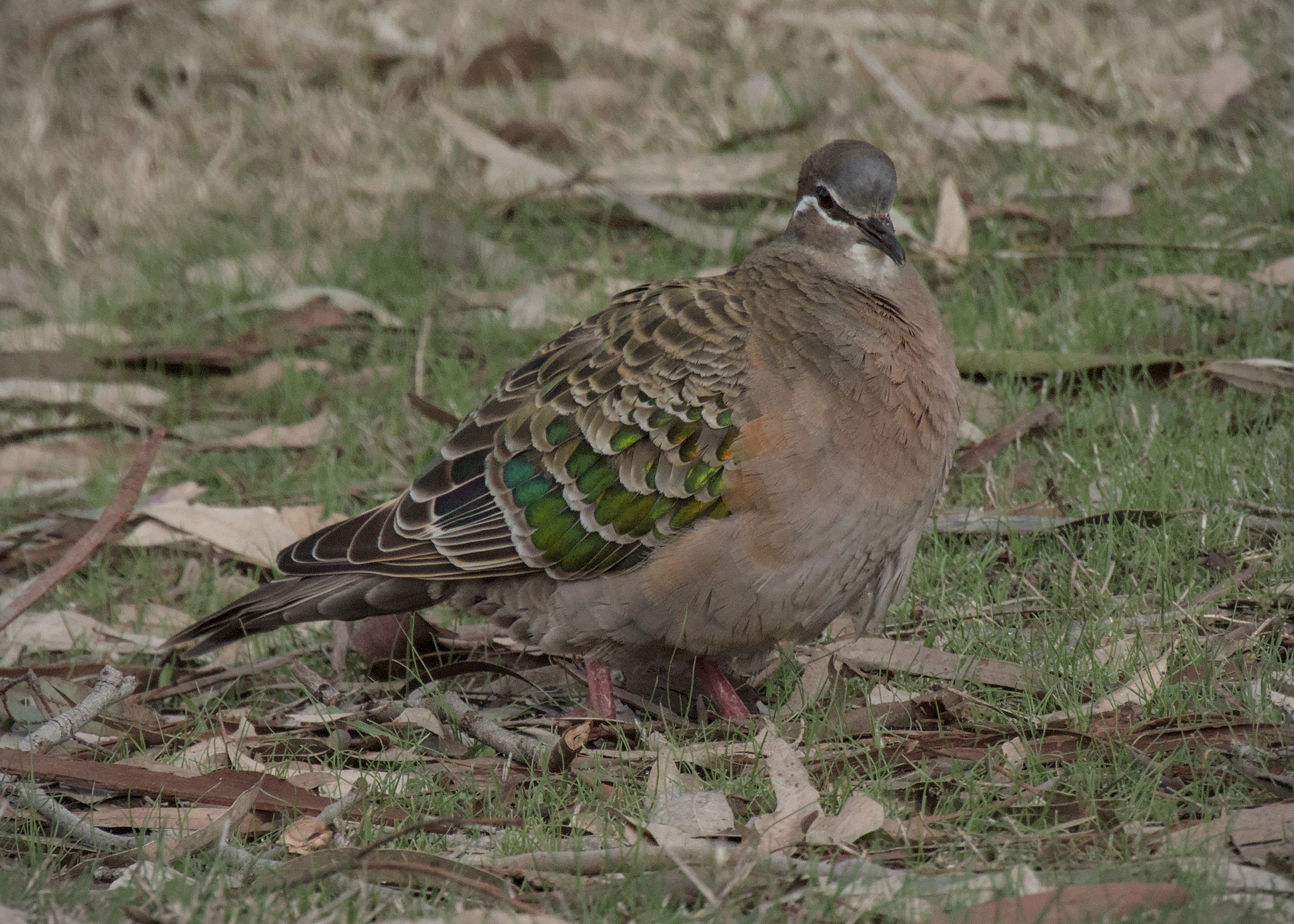 Common Bronzewing