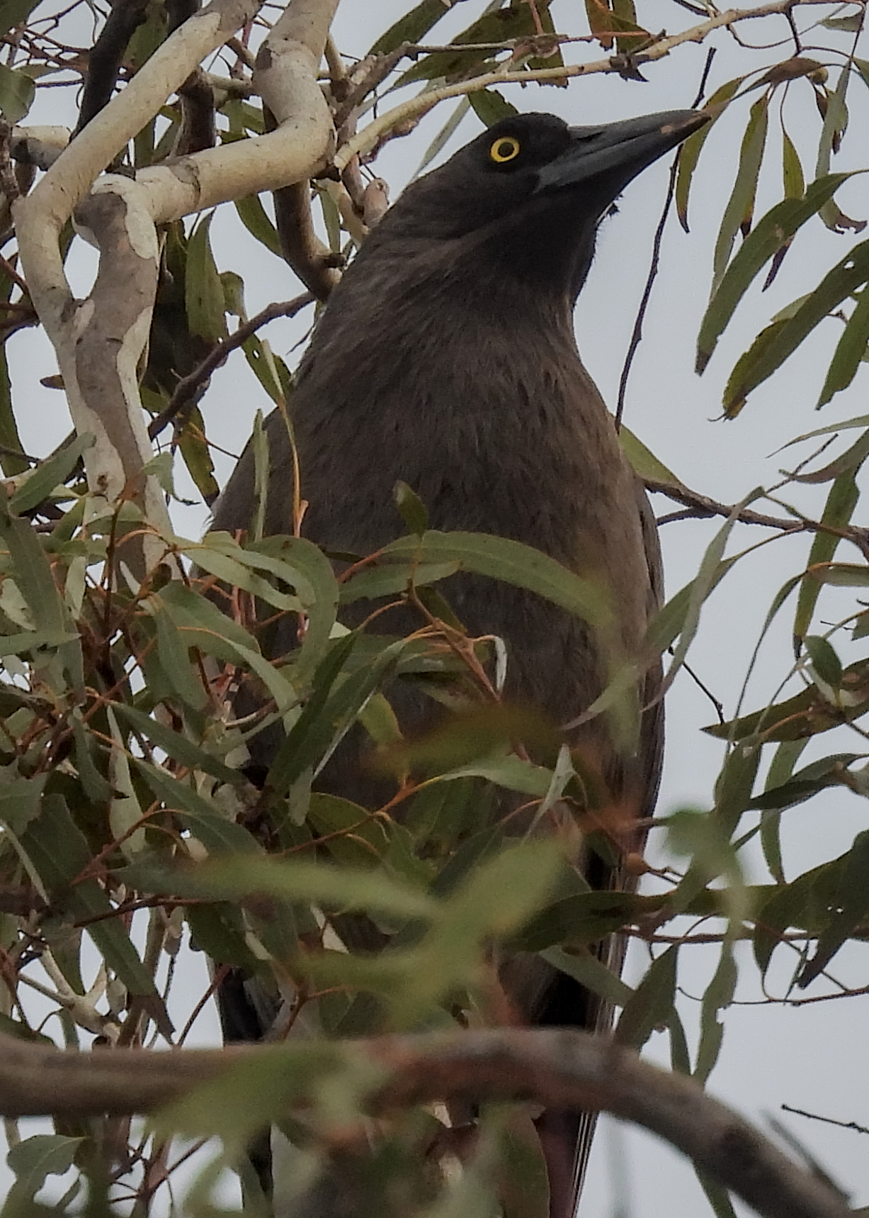 Gray Currawong