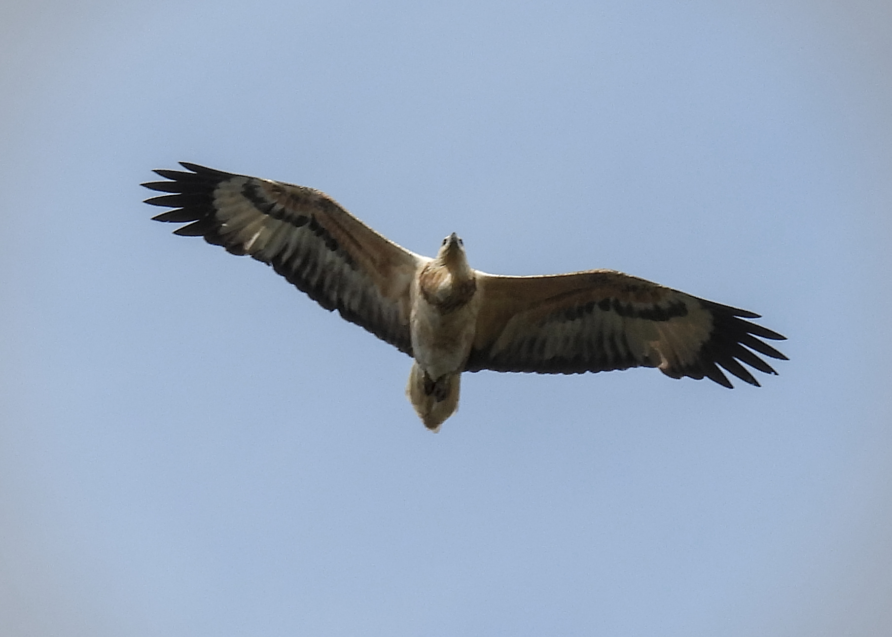 White-bellied Sea-Eagle