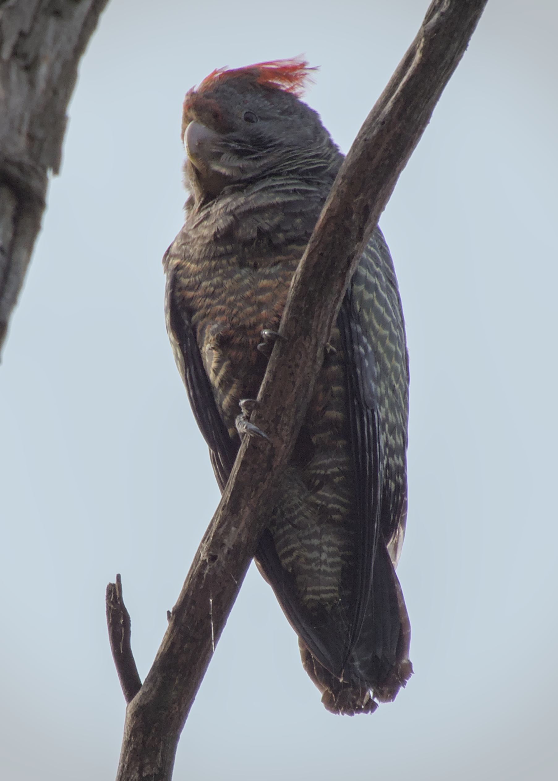 Gang-gang Cockatoo