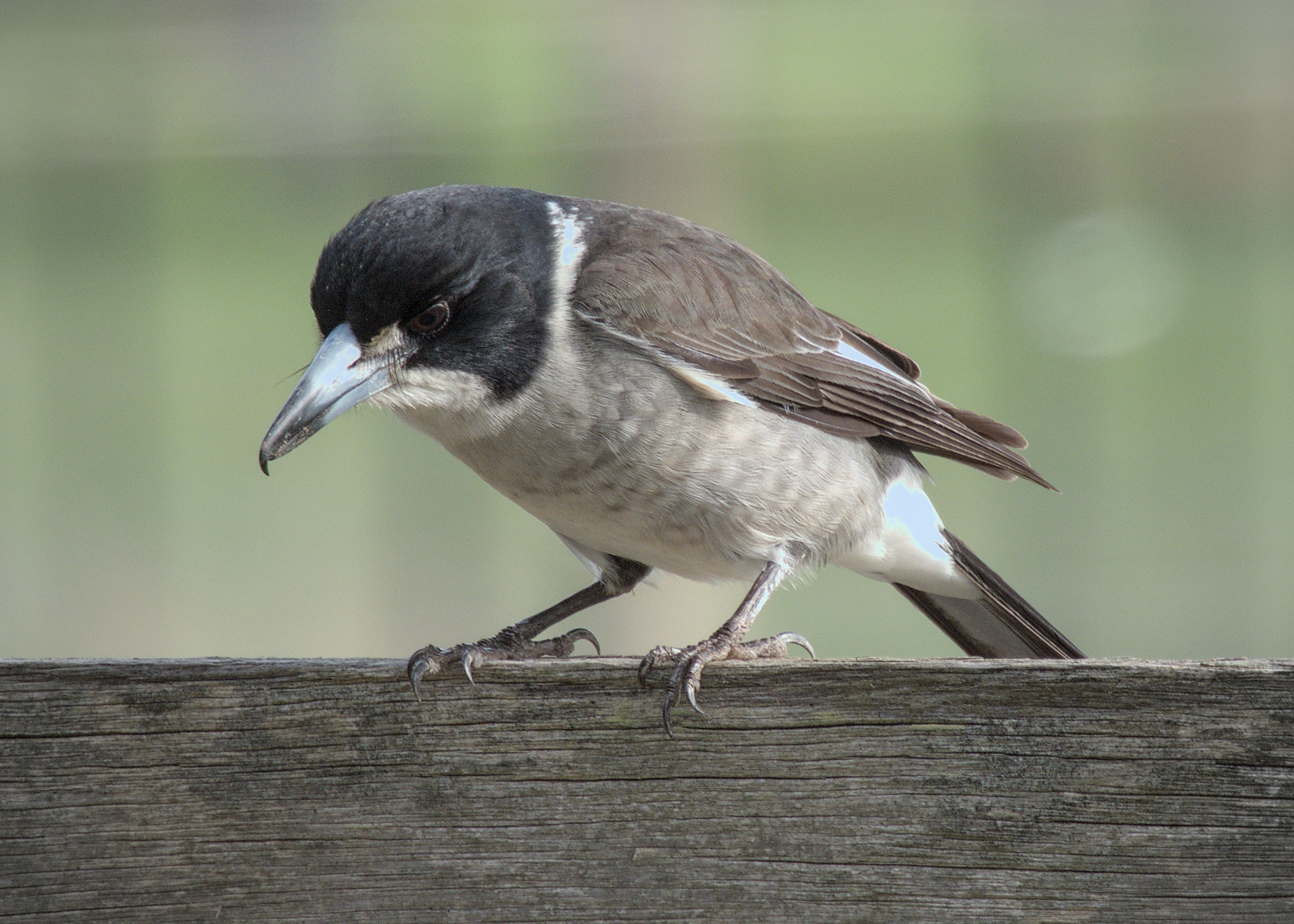 Gray Butcherbird