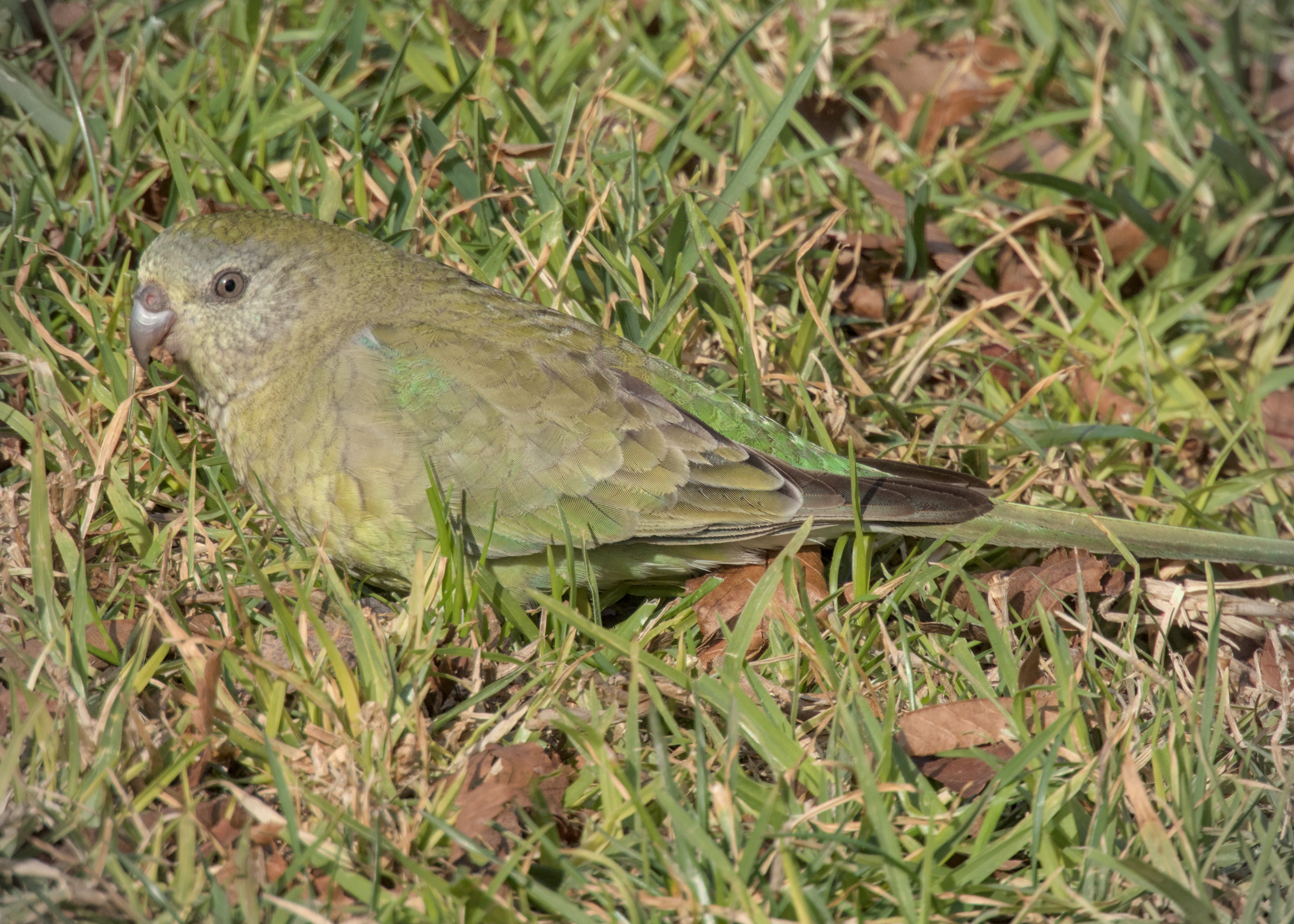 Red-rumped Parrot