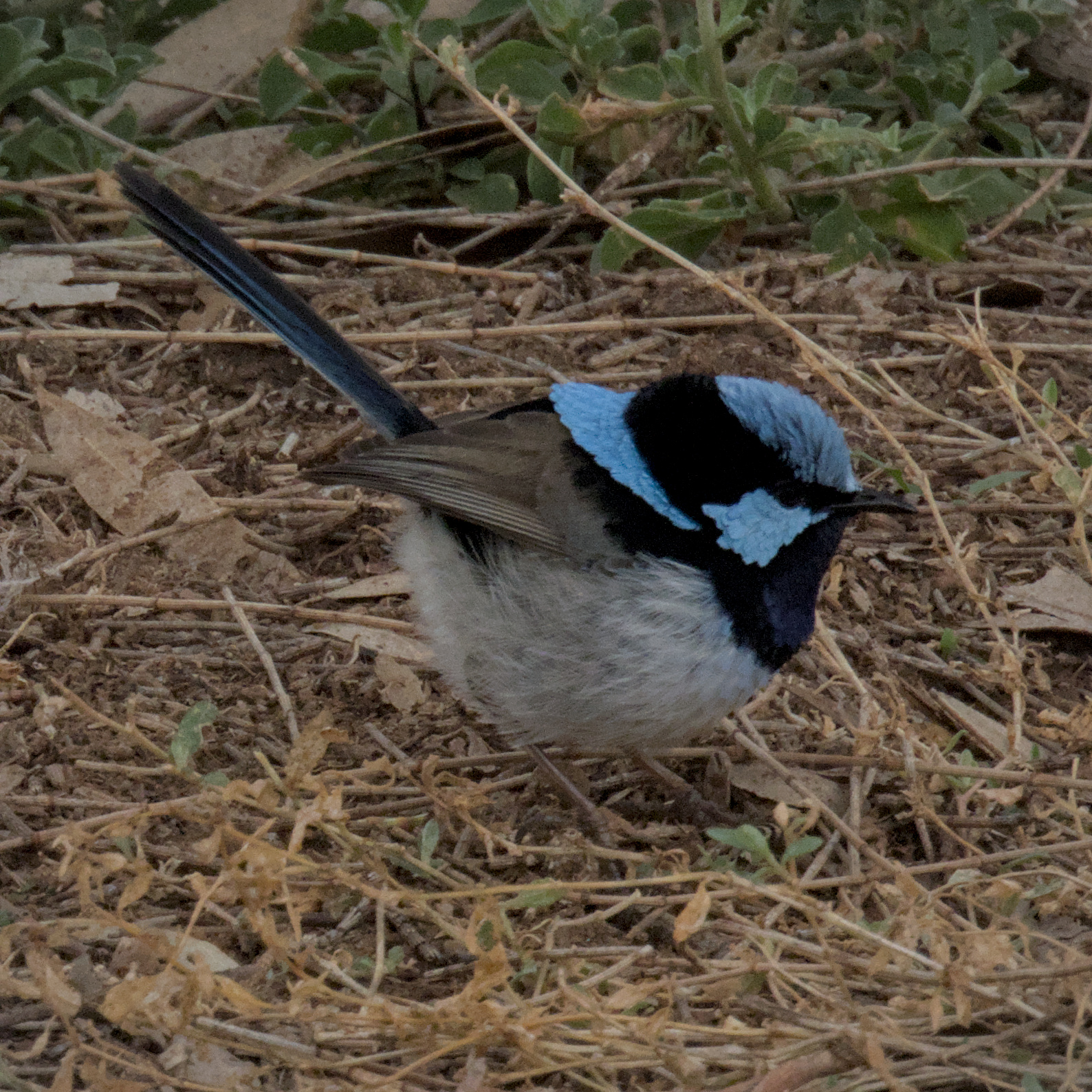 Superb Fairywren