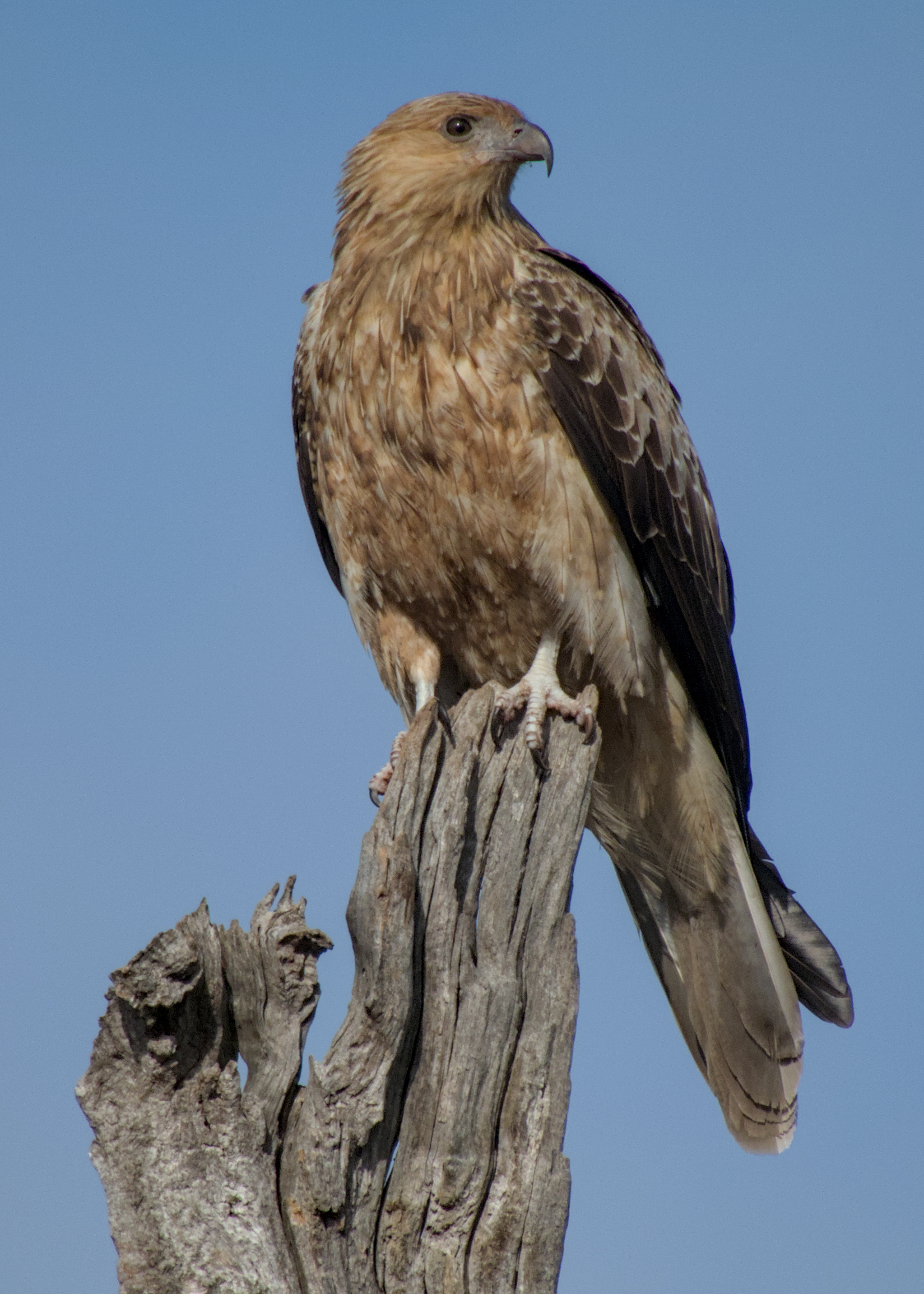 Whistling Kite