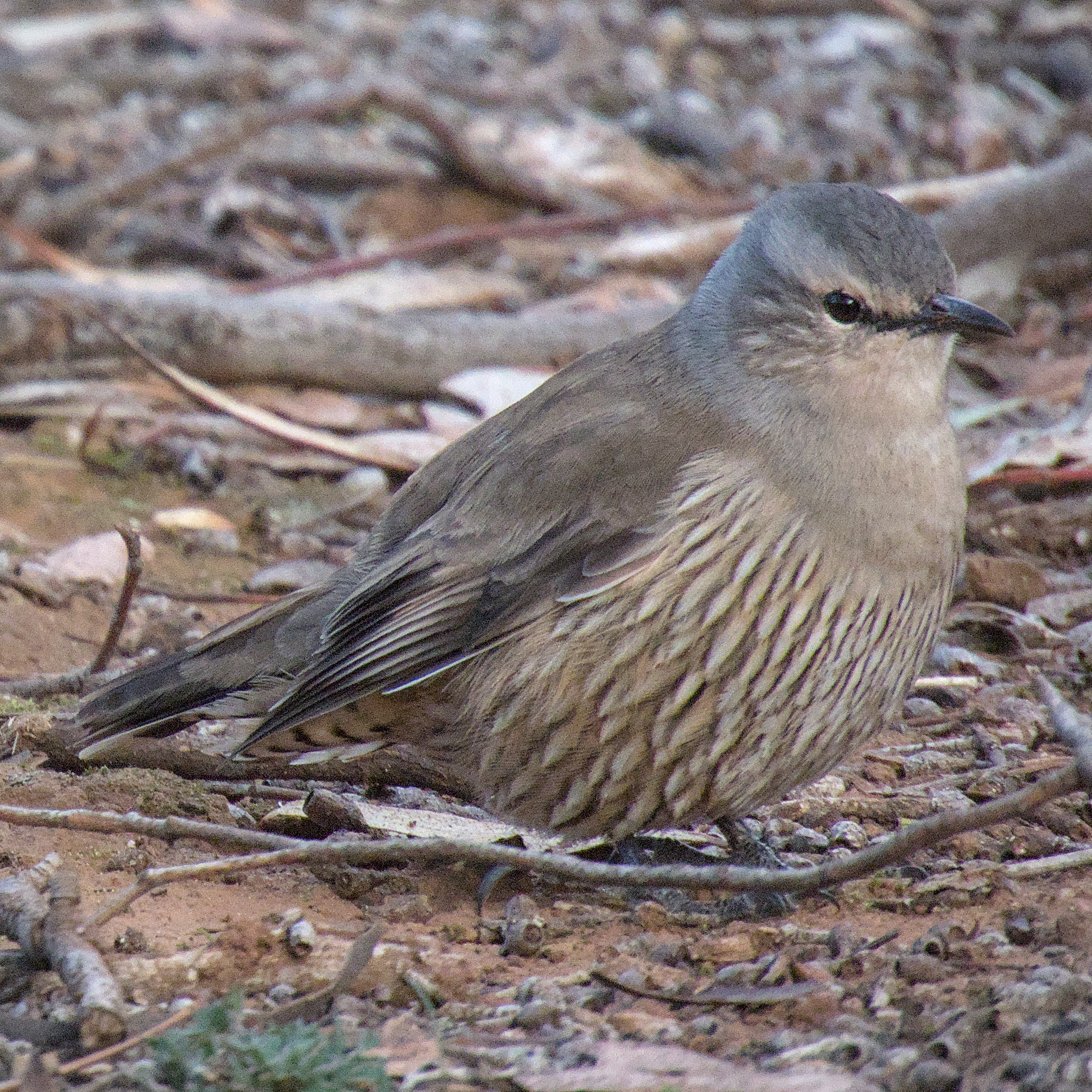 Brown Treecreeper